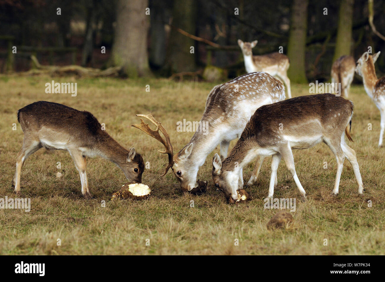 Daini (Dama Dama) mangiando foraggi beat, Attingham Park, il National Trust, Shropshire, Regno Unito Foto Stock