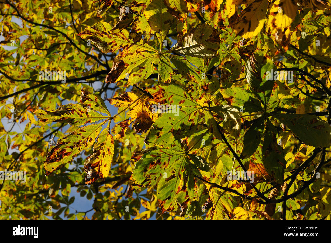 Ippocastano (Aesculus hippocastanum) foglie con foglie minori (Cameraria ohridella) Herefordshire, UK Novembre 2012 Foto Stock