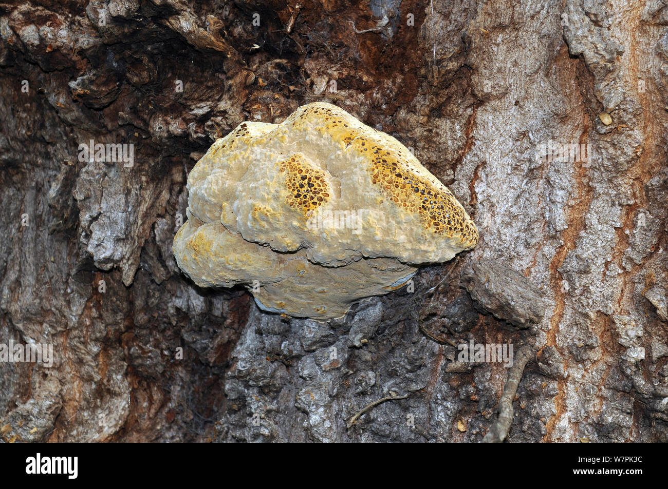 Staffa di quercia (Inonotus dryadeus) funghi sulla quercia sessile (Quercus petrea) Herefordshire, UK Ottobre Foto Stock