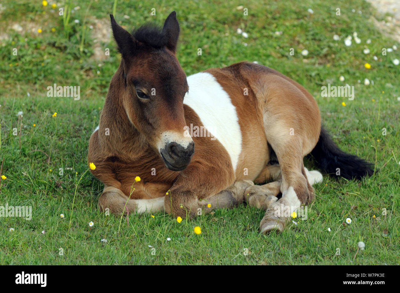 New Forest Pony puledro sdraiato, New Forest, Hampshire, Regno Unito Foto Stock