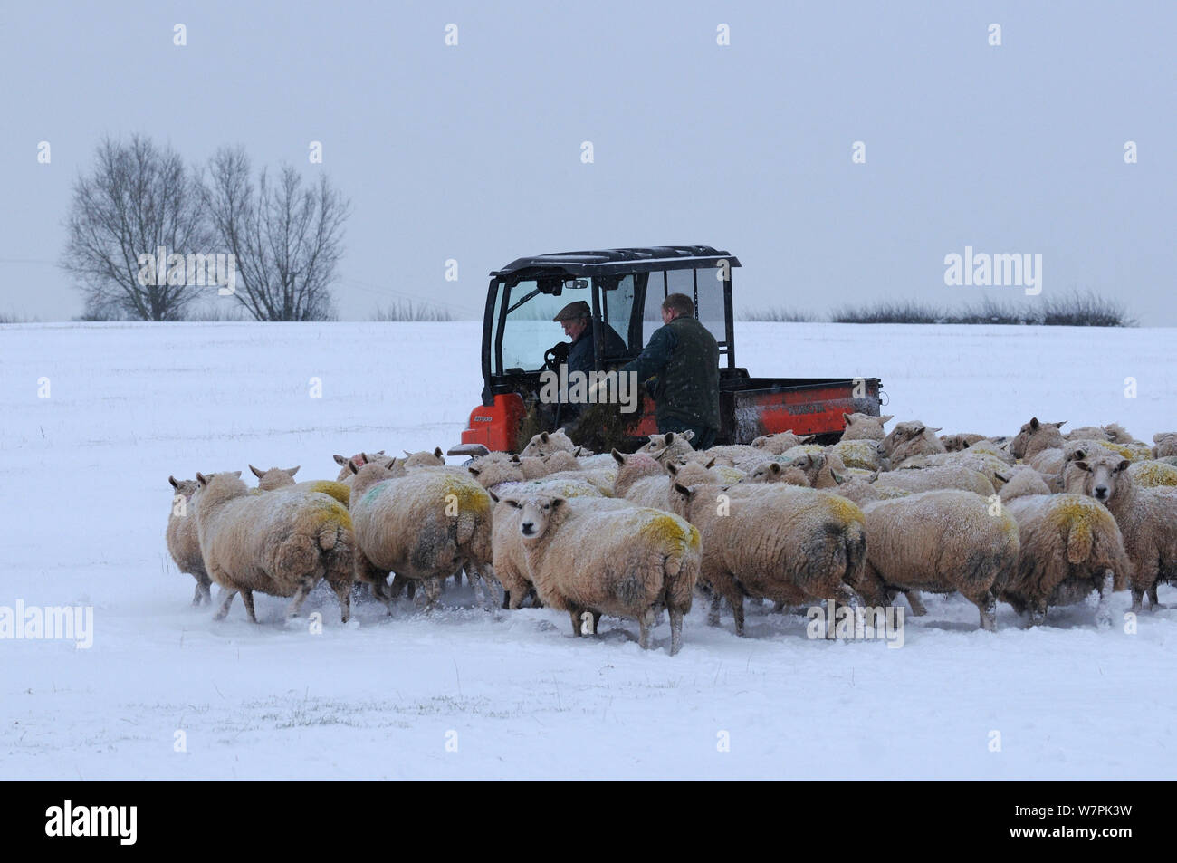 Alimentazione pecore Southdown silaggio in inverno nella neve, Herefordshire, UK, Gennaio 2013 Foto Stock