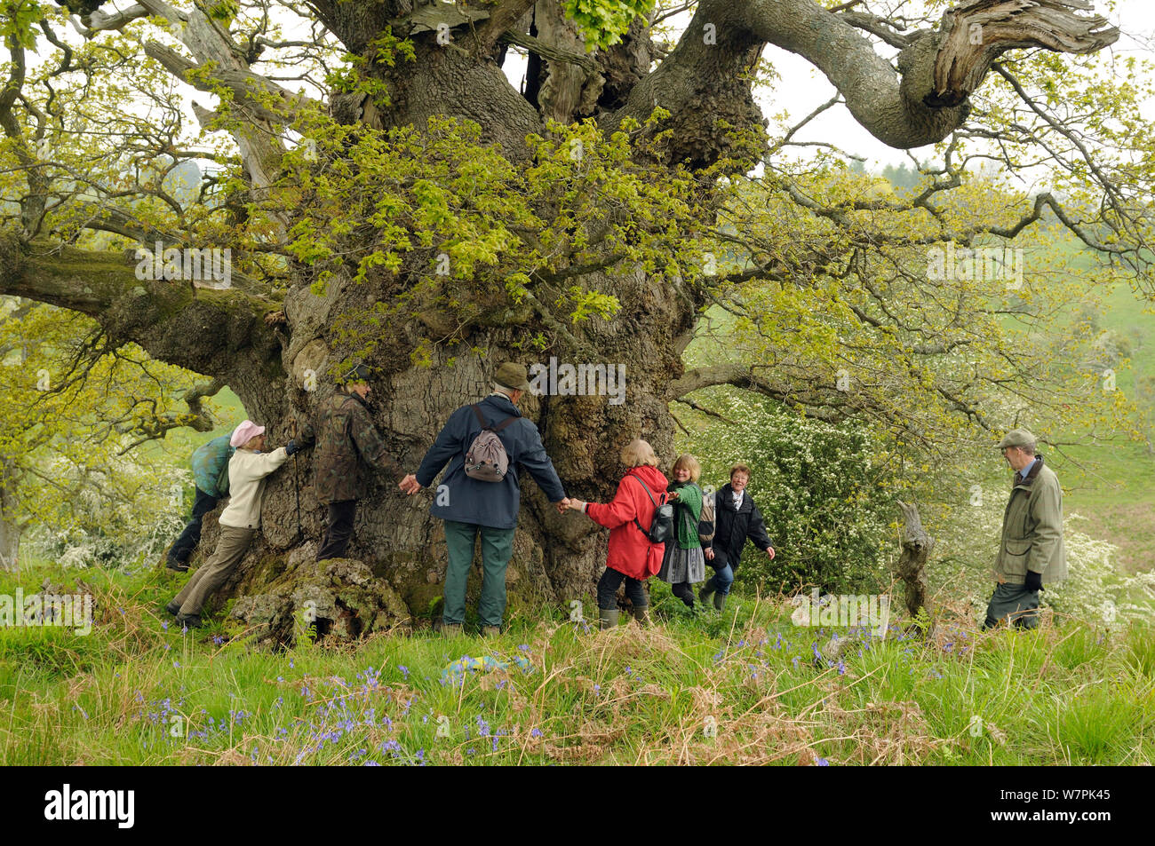 Cerchio umano che collega le mani attorno all 'Jack del Kent Oak', un veterano Farnia (Quercus robur), Herefordshire, Regno Unito, maggio 2012 Foto Stock