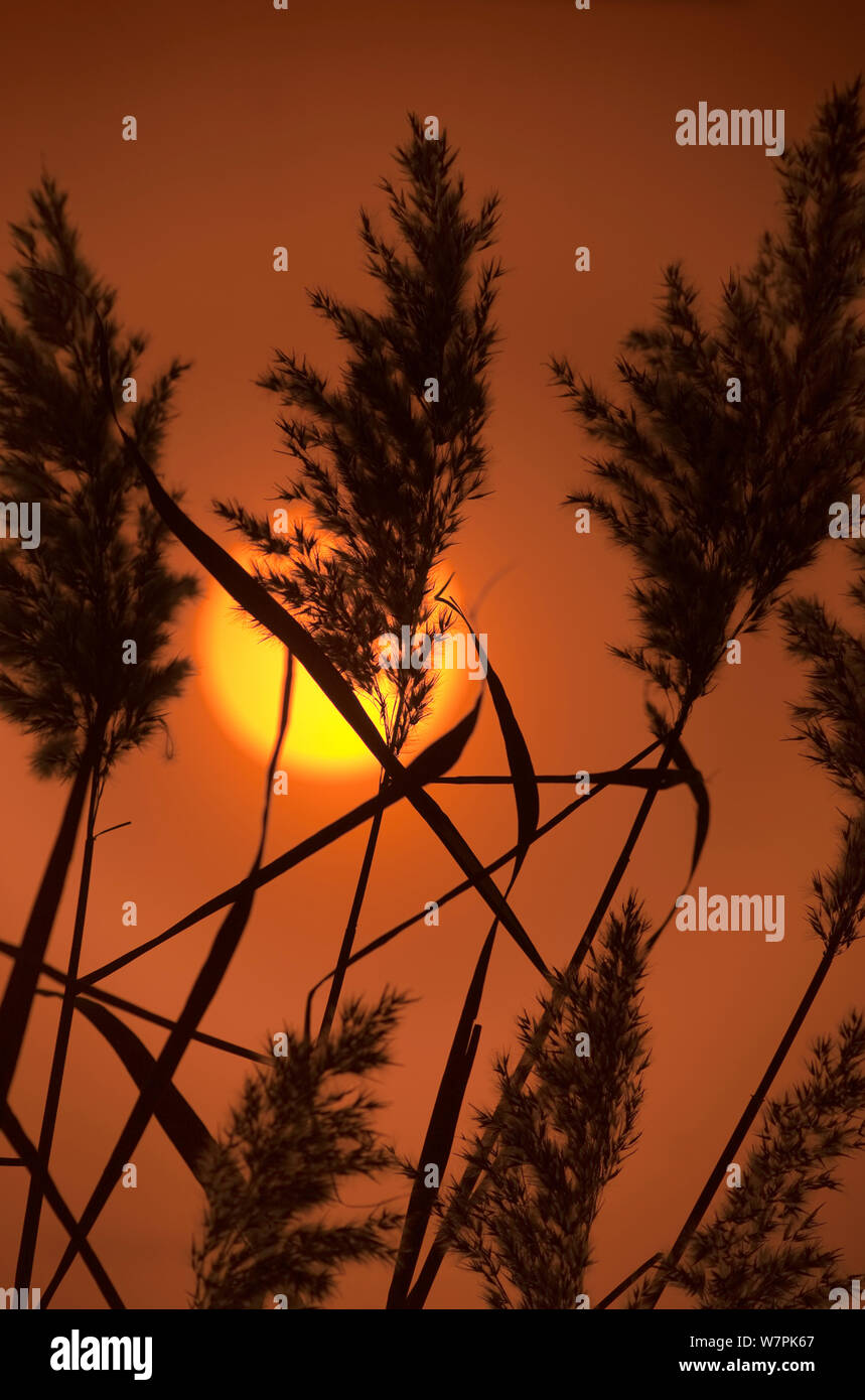 Pettini (Phragmites australis / communis) al tramonto NORFOLK REGNO UNITO Foto Stock