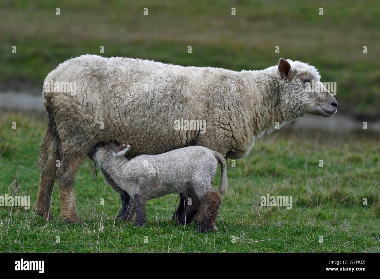 Pecore agnello da latte, Vendeen razza, Francia occidentale, Gennaio Foto Stock