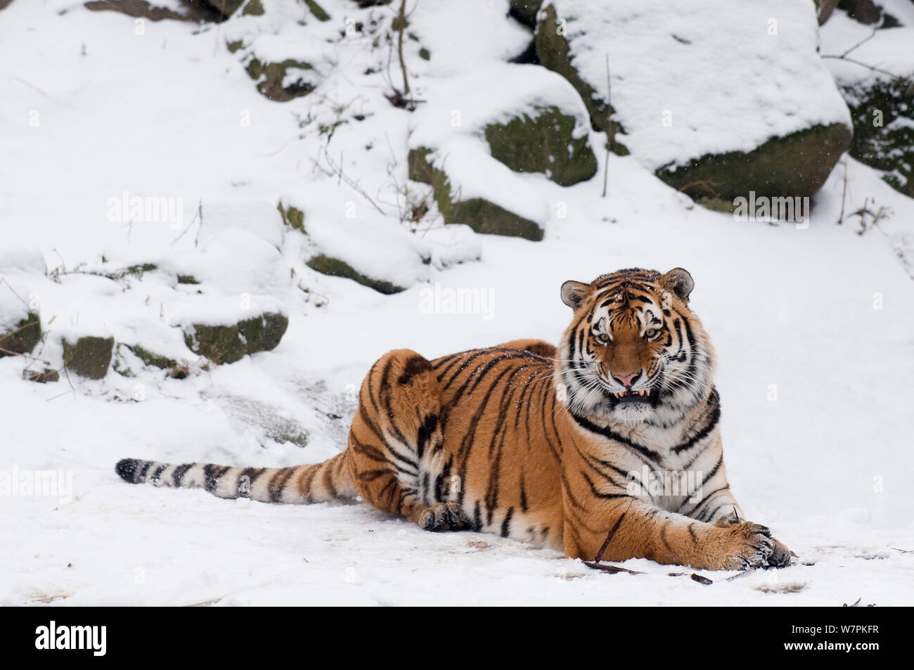 Tigre Siberiana (Panthera tigris altaica) lieing nella neve, captive Foto Stock