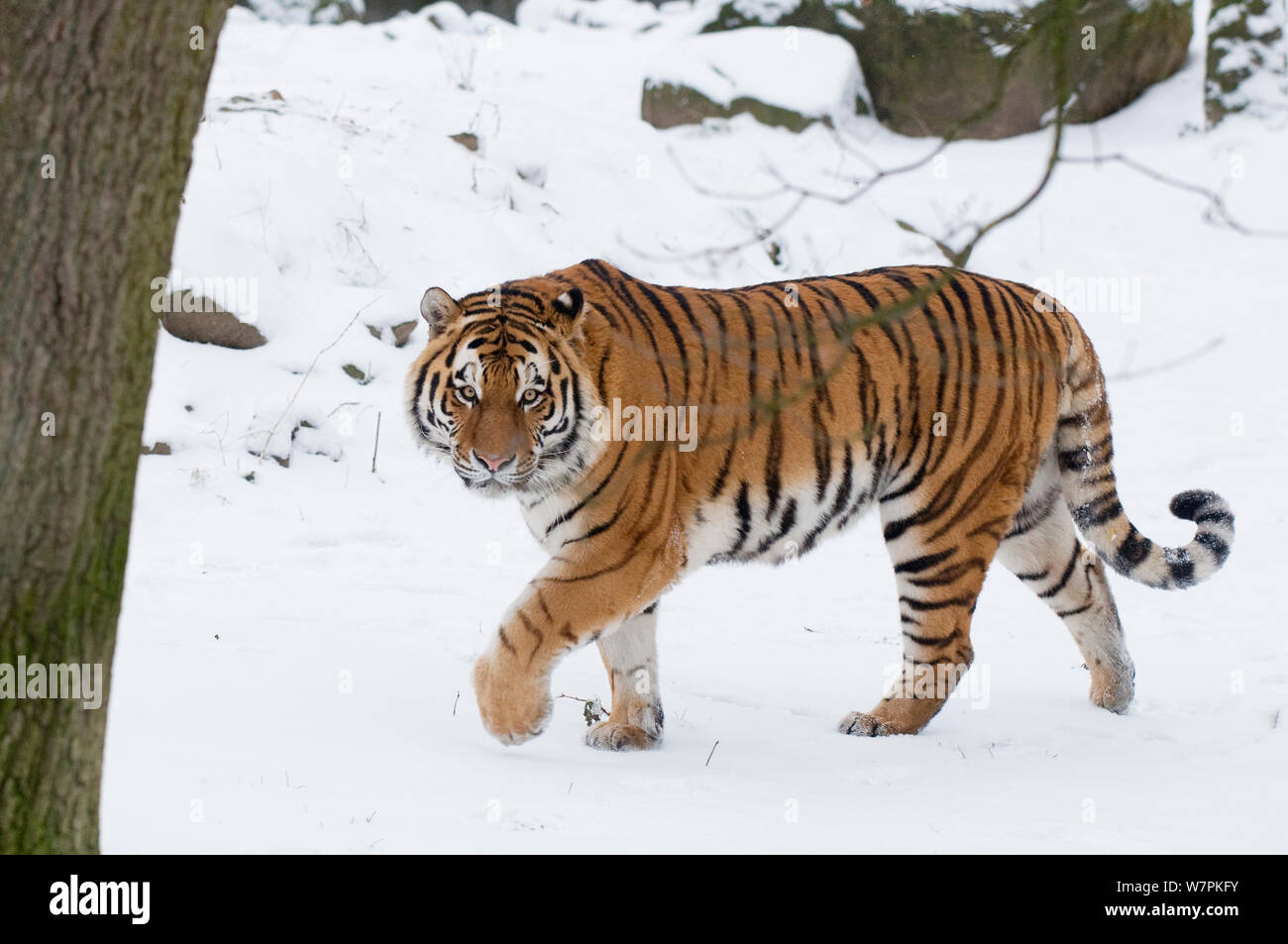 Tigre Siberiana (Panthera tigris altaica) a piedi nella neve, captive Foto Stock