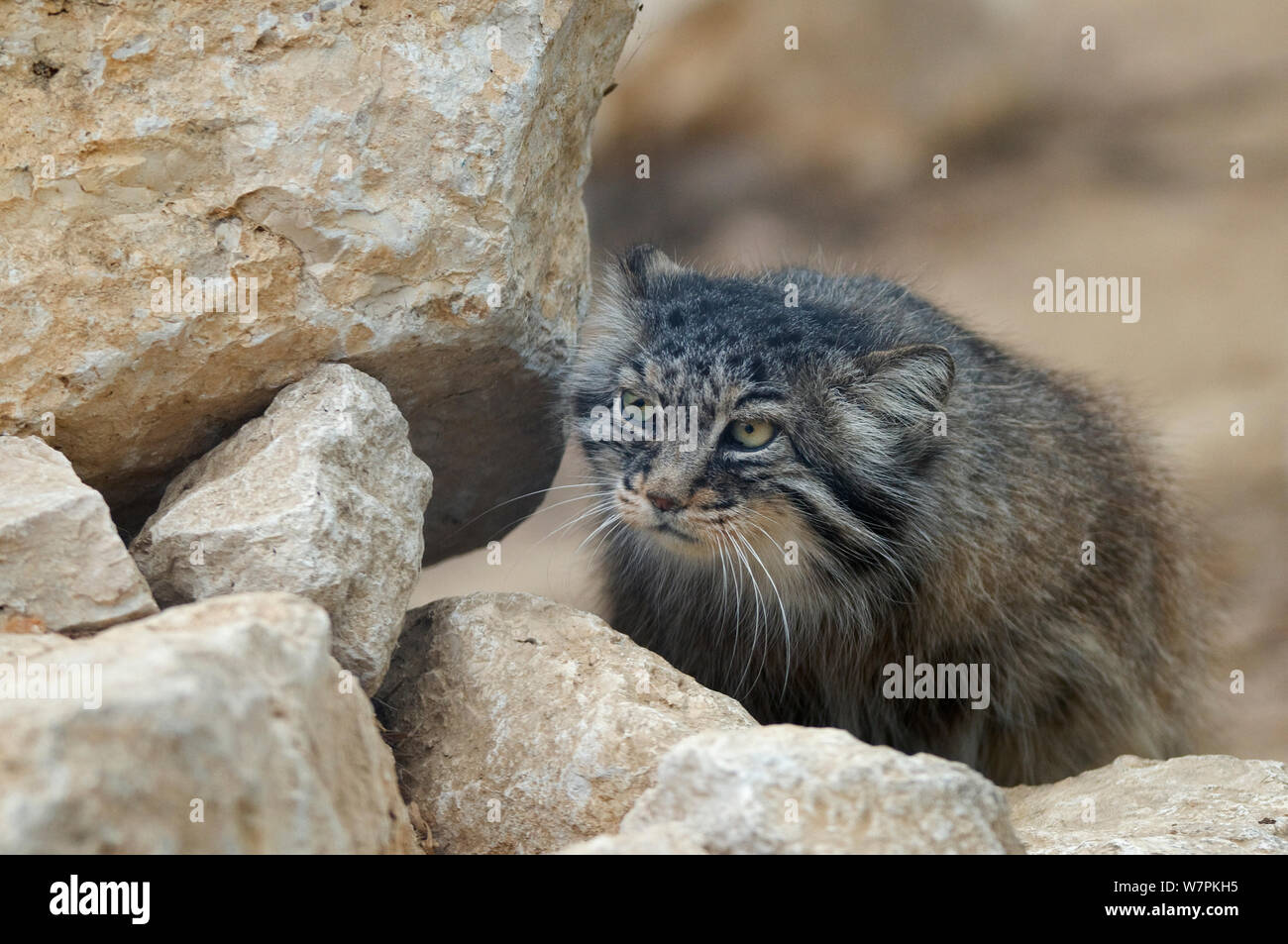 Pallas' cat (Otocolobus manul) captive Foto Stock