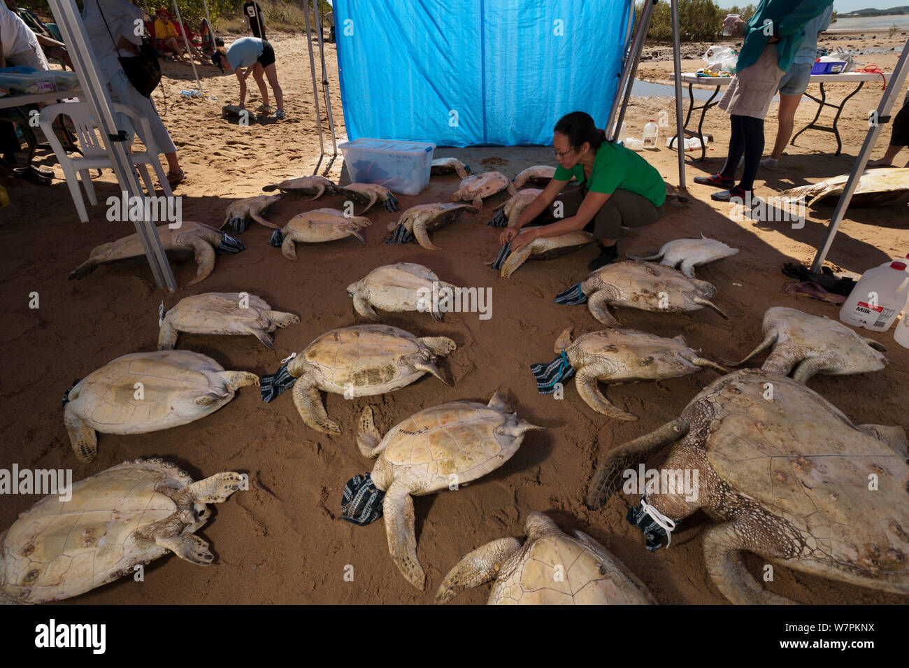 Le tartarughe verdi (Chelonia Mydas) con capi coperti di calmare giù. Le tartarughe marine allineati e pronti scientifico per la raccolta di dati, Bowen, Queensland, Australia, Maggio 2011 Foto Stock