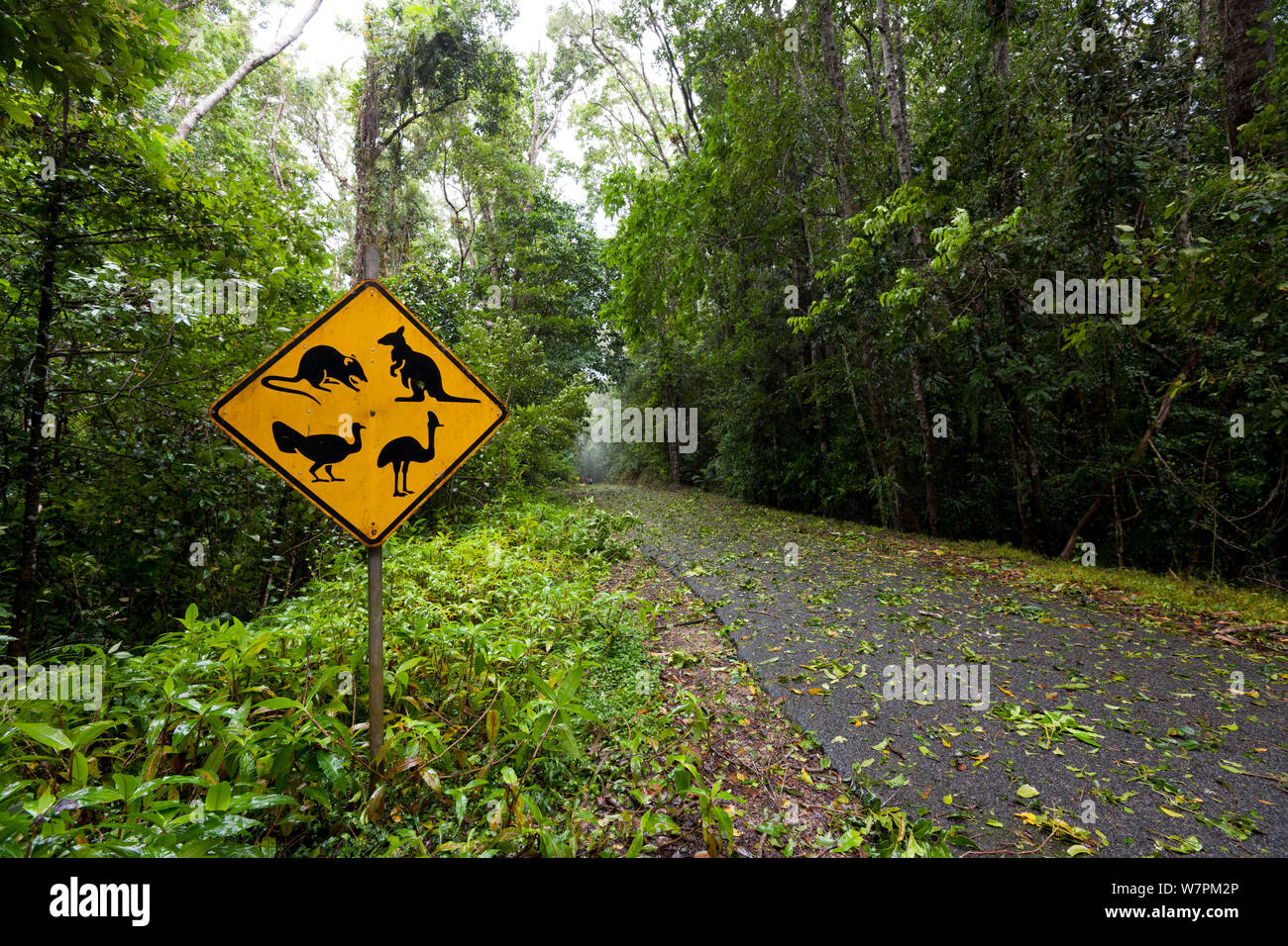 Lago Eacham strada dopo il ciclone Yasi, Queensland, Australia, Febbraio 2011 Foto Stock
