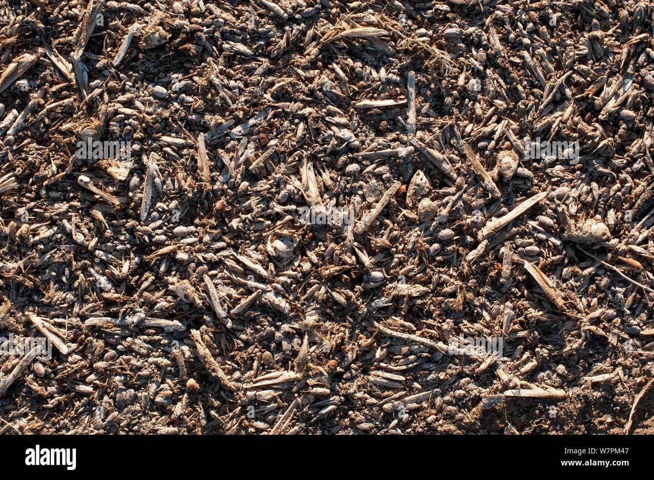 Gli insetti morti, sulle rive della Baia di Halligan, dove la terra incontra l'acqua del sale campo. Migliaia di morti di insetti, pesci, roditori e uccelli sono lavati fino a riva e il Lago Eyre, Sud Australia Foto Stock
