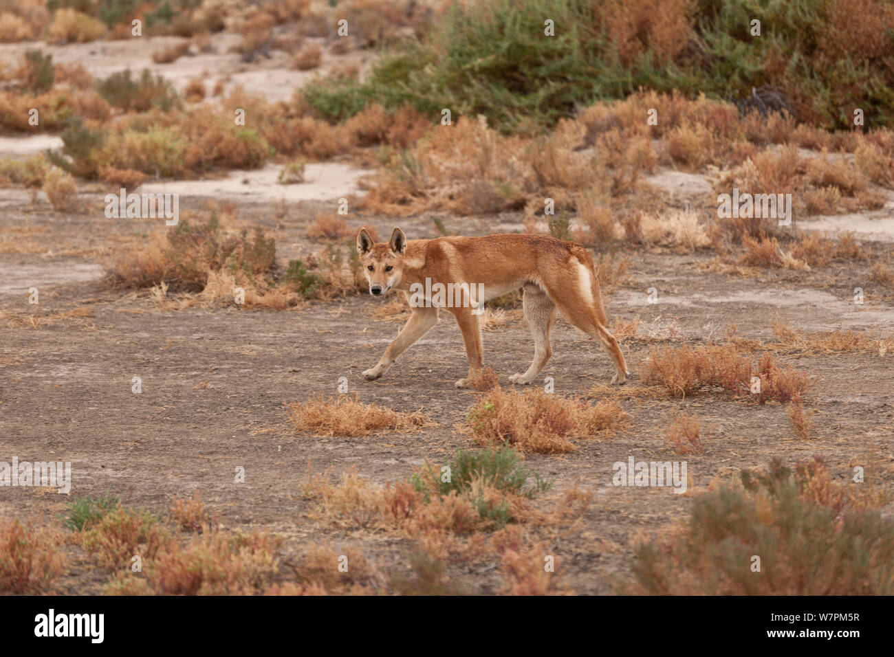 Australian Dingo (Canis lupus dingo) South Australia, Australia Foto Stock