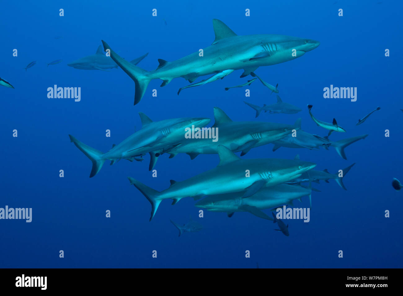 Lo squalo grigio di barriera (Carcharhinus amblyrhynchos) nella Grande Barriera Corallina, Coral Sea, Queensland, Australia Foto Stock