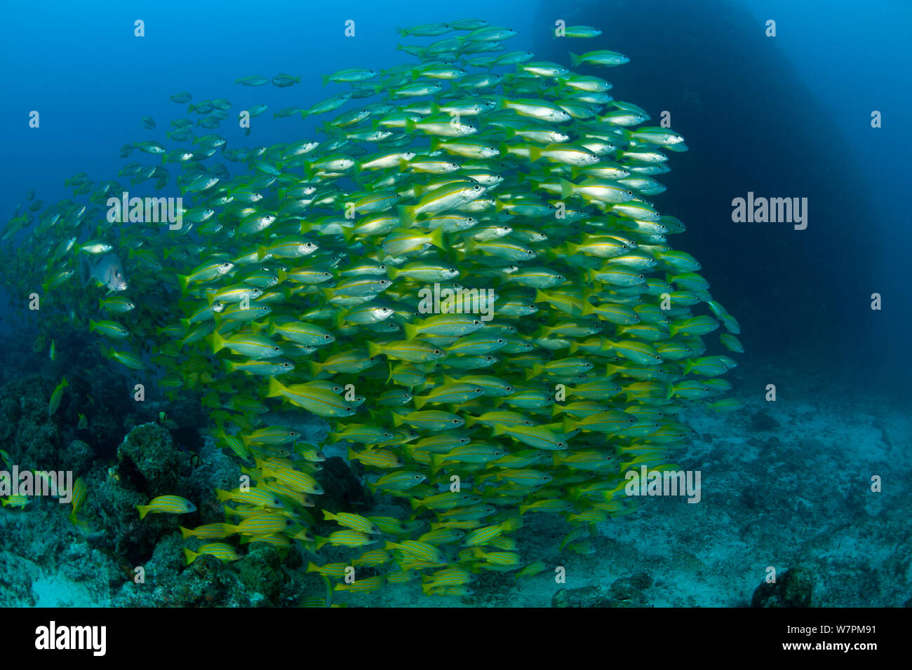 Secca di Blueline lutiani (Lutjanus kasmira) miscelato con tonno obeso lutiani (Lutjanus lutjanus) Grande Barriera Corallina, Australia Foto Stock