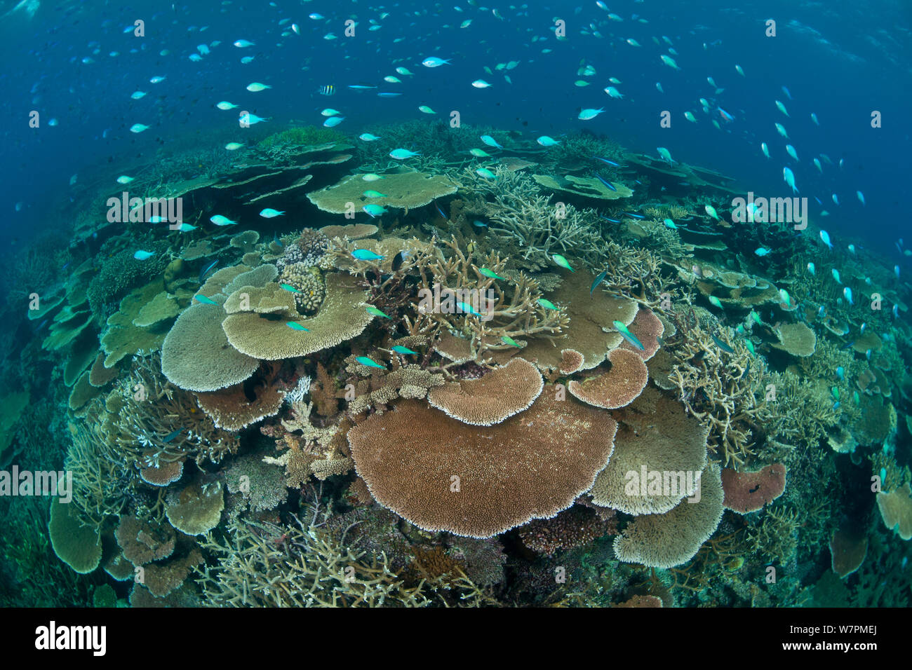 Tabella Acropora e staghorn Coral Reef, con banchi di pesci, della Grande Barriera Corallina, Australia Foto Stock