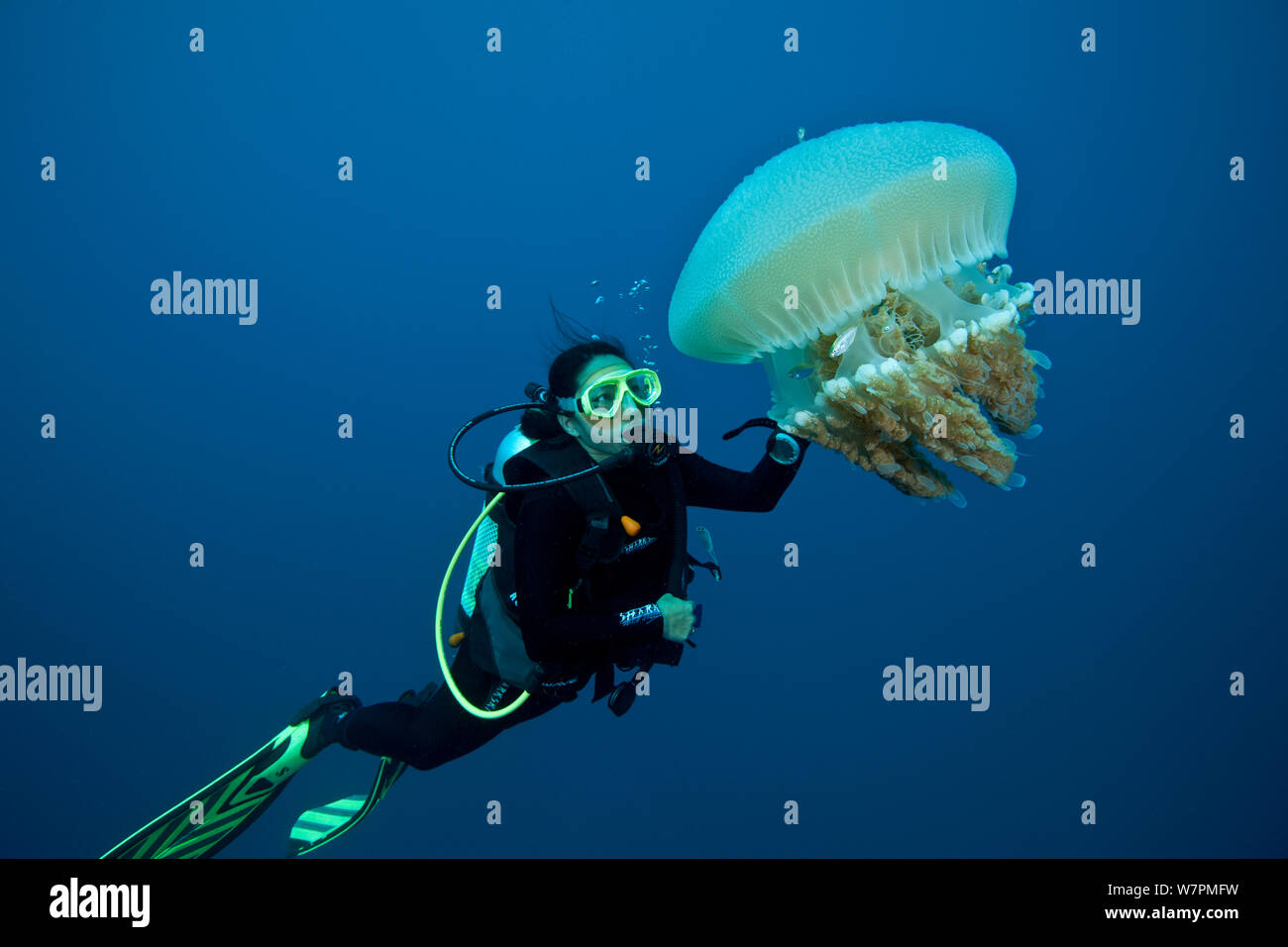 Subacqueo con grandi meduse Rhizostomae (sp) che ospita juvelile sgombri, della Grande Barriera Corallina, Queensland, Australia, Gennaio 2012 Modello rilasciato Foto Stock