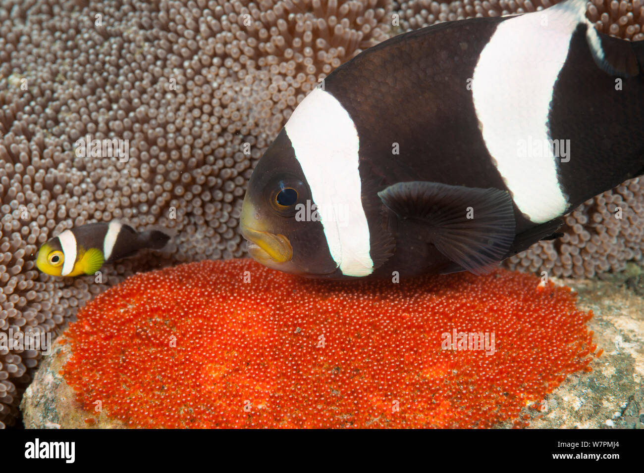 Clark (Anemonefish Amphiprion clarkii) tendente a sue uova Raja Ampat, Papua occidentale, in Indonesia Foto Stock