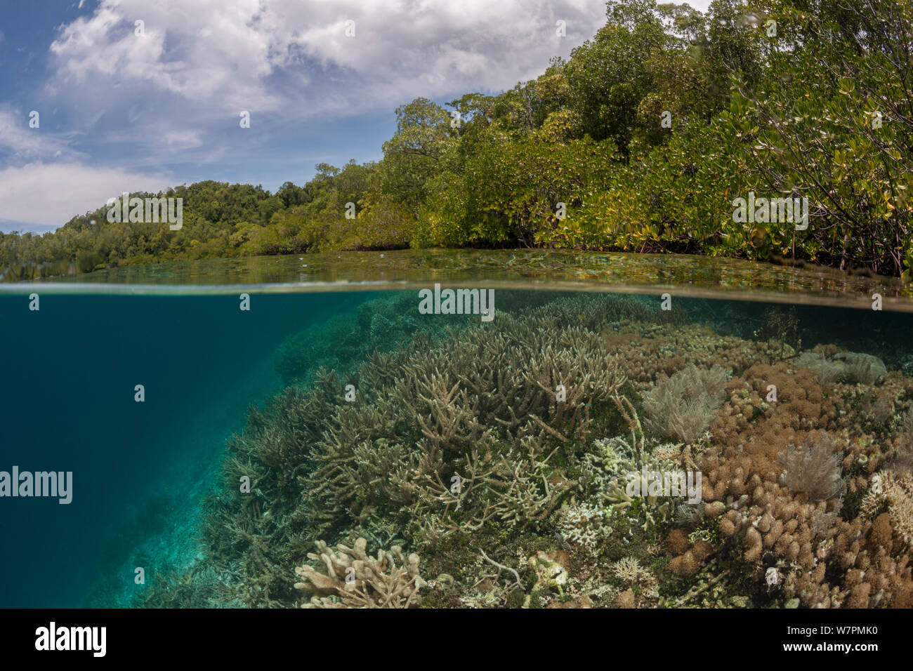 Coral reef a livello diviso con le mangrovie. Raja Ampat, Papua occidentale, in Indonesia, Febbraio 2012 Foto Stock