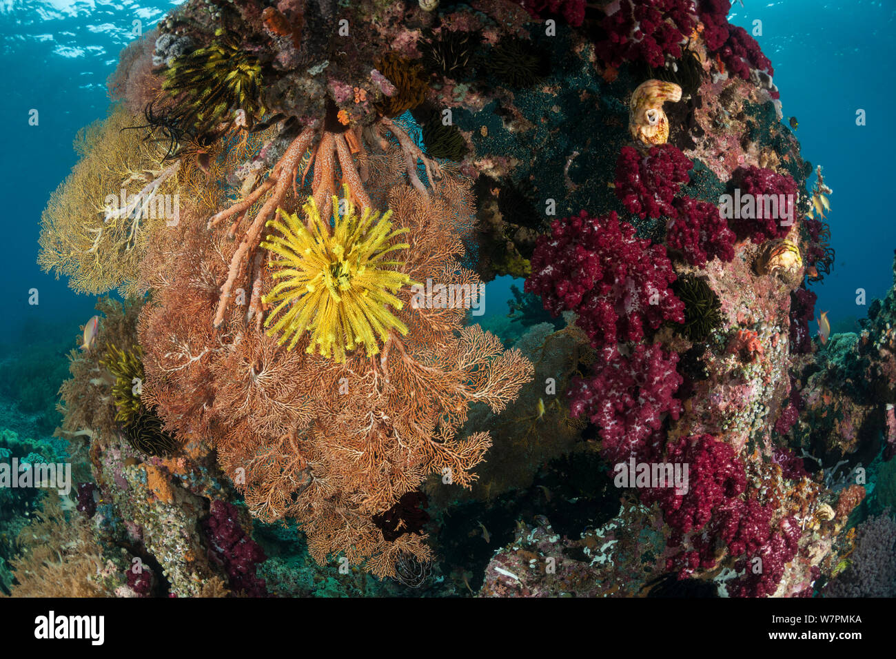 Crinoidi (Crinodea) sulla ventola coralli (Gorgonacea) in Raja Ampat Coral reef, Papua occidentale, in Indonesia Foto Stock