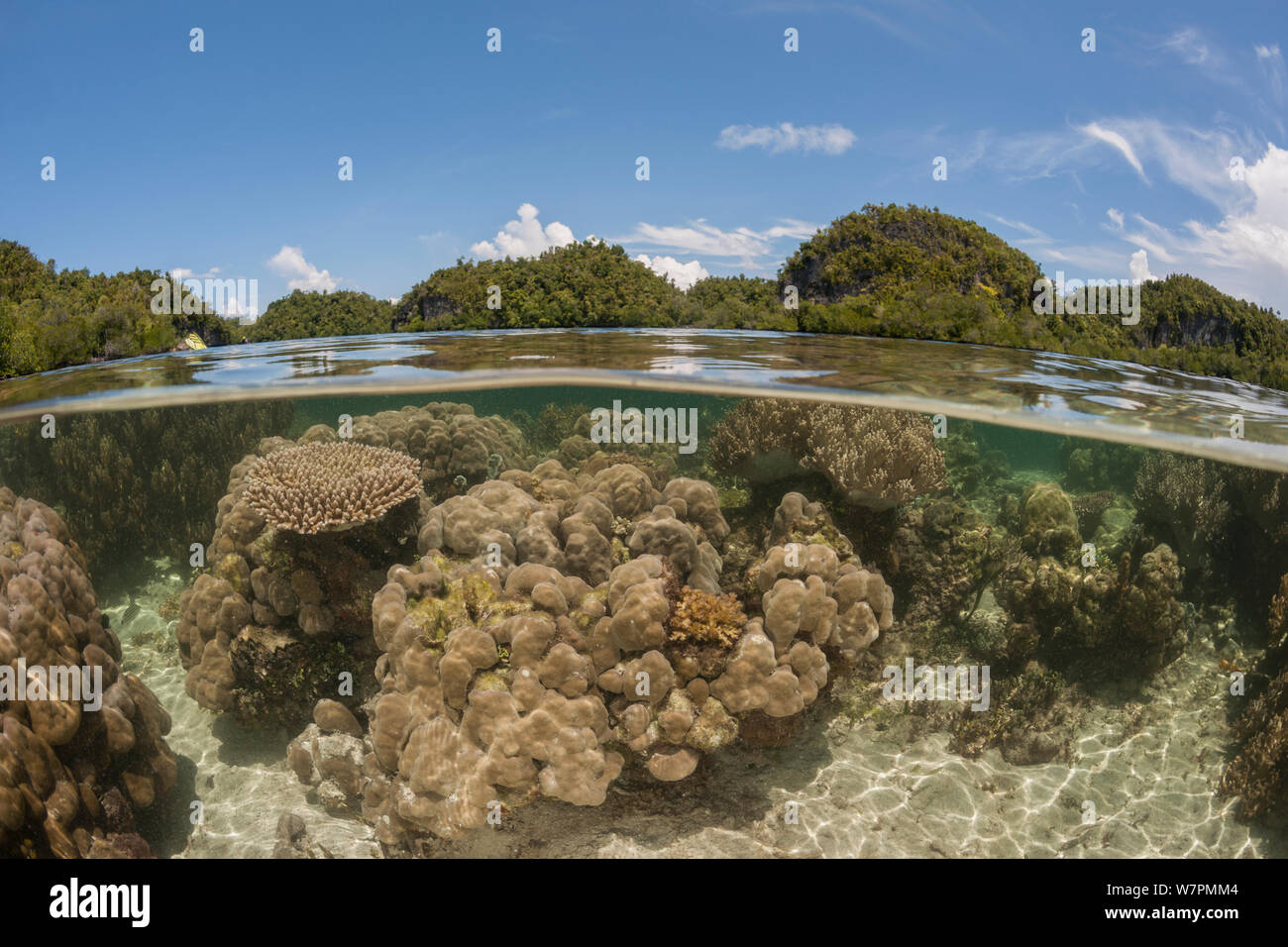 Coral reef a livello diviso con le mangrovie. Raja Ampat, Papua occidentale, in Indonesia, Febbraio 2012 Foto Stock