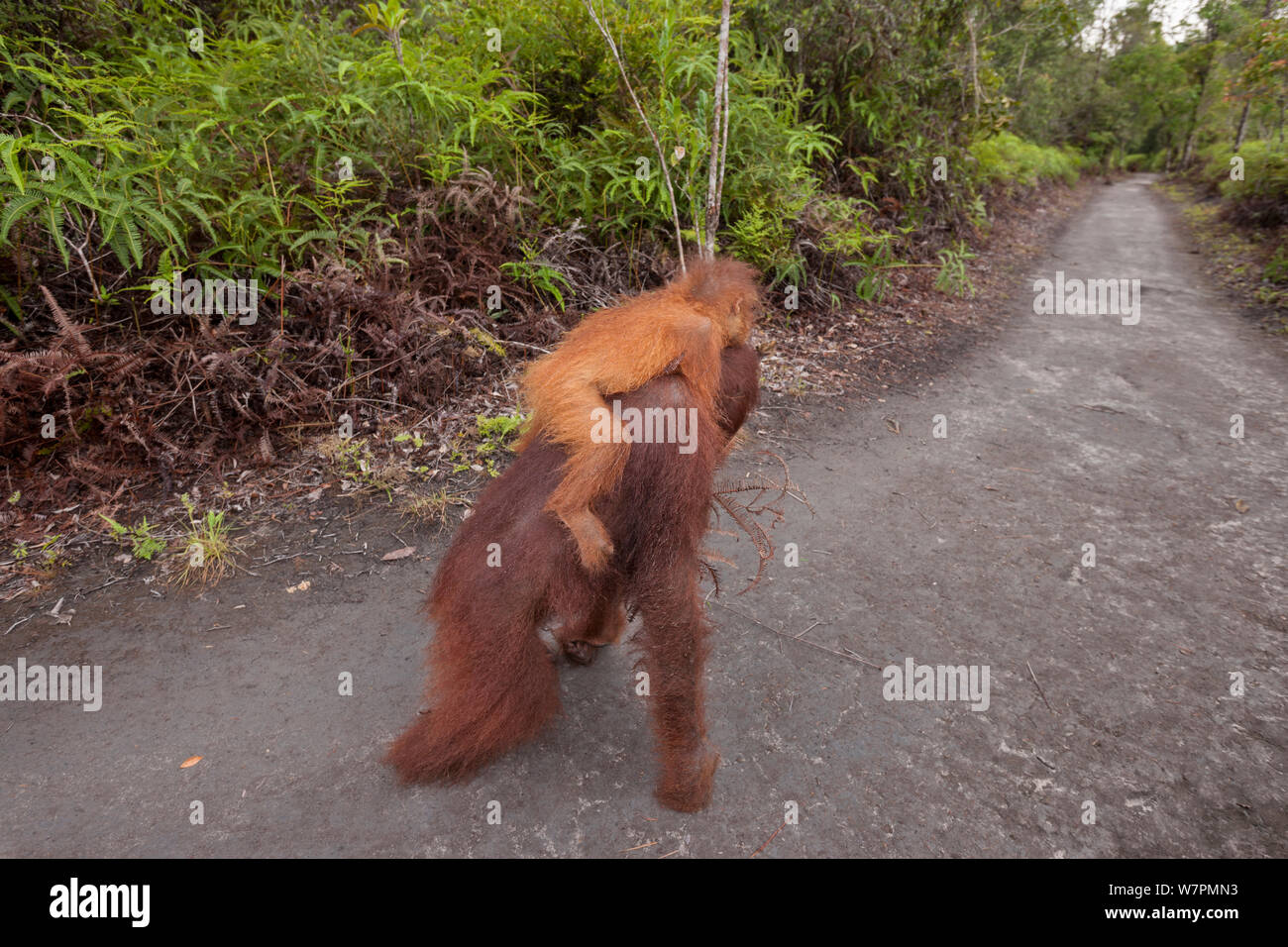 Bornean Orangutan (Pongo pygmaeus wurmbii) la madre e il bambino a piedi lungo la strada, Tanjung messa National Park, Borneo Kalimantan centrale, Indonesia Foto Stock