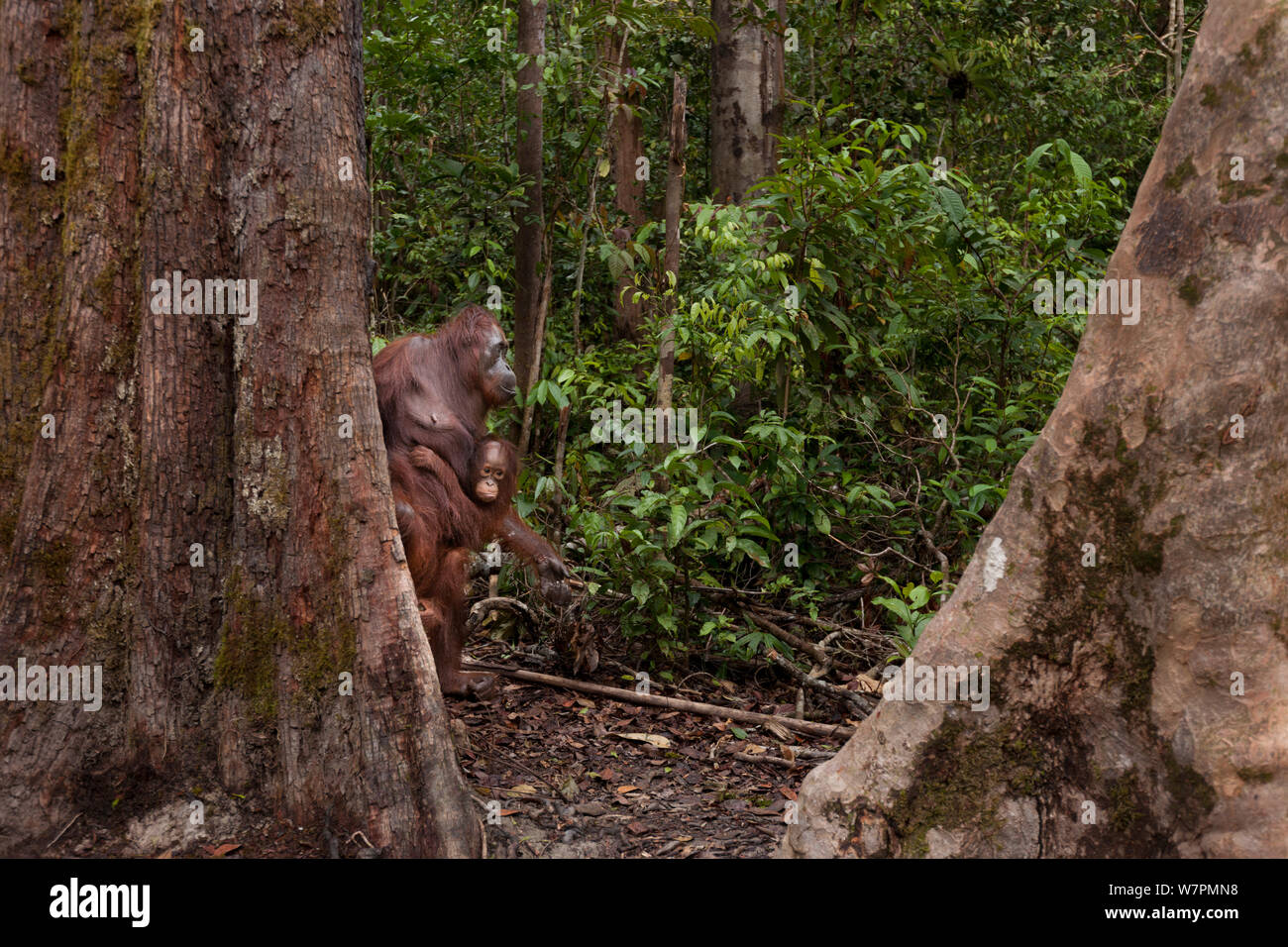 Bornean Orangutan (Pongo pygmaeus wurmbii) - madre bambino portando attraverso la foresta, Tanjung messa National Park, Borneo Kalimantan centrale, Indonesia Foto Stock