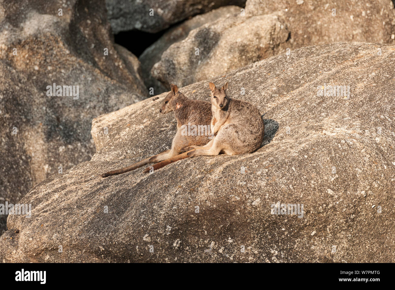 Mareeba Aeroporto rock-wallaby (Petrogale Mareeba Aeroporto) seduti sulle rocce, Queensland, Australia Foto Stock