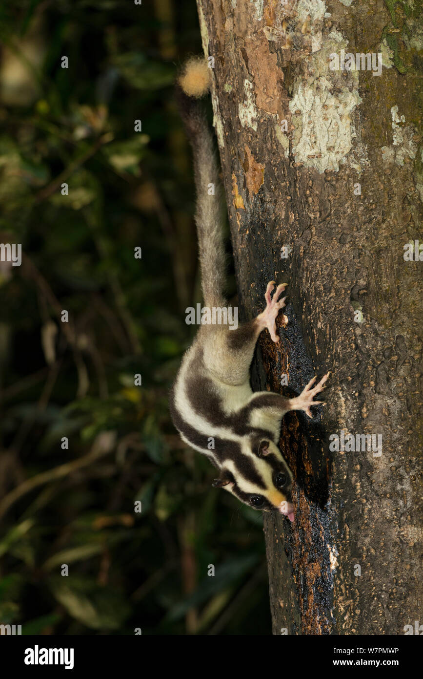 Striped possum (Dactylopsila trivirgata) alimentazione su SAP da un tronco di albero. Altopiano di Atherton, Queensland, Australia Foto Stock