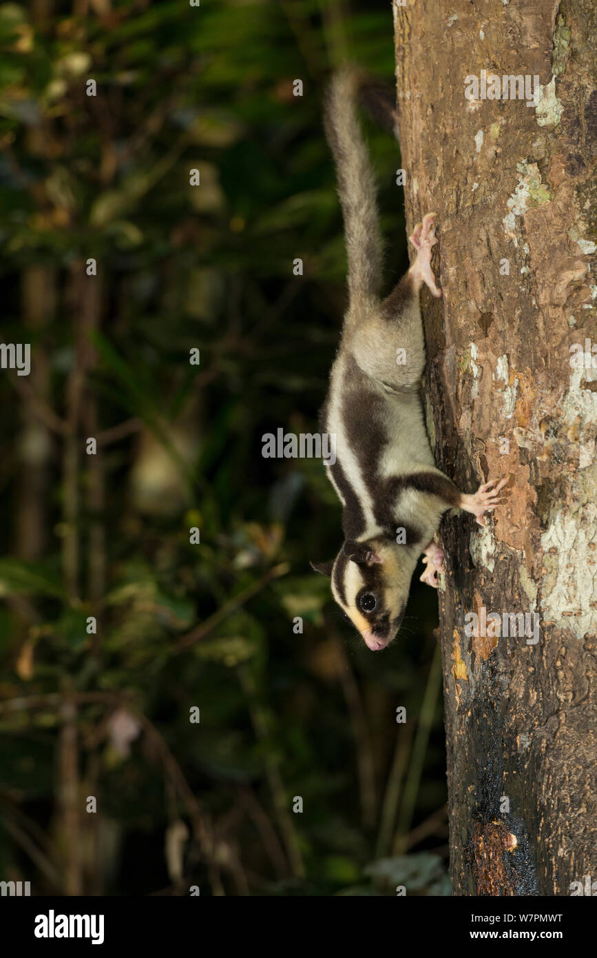 Striped possum (Dactylopsila trivirgata) alimentazione su SAP da un tronco di albero. Altopiano di Atherton, Queensland, Australia Foto Stock