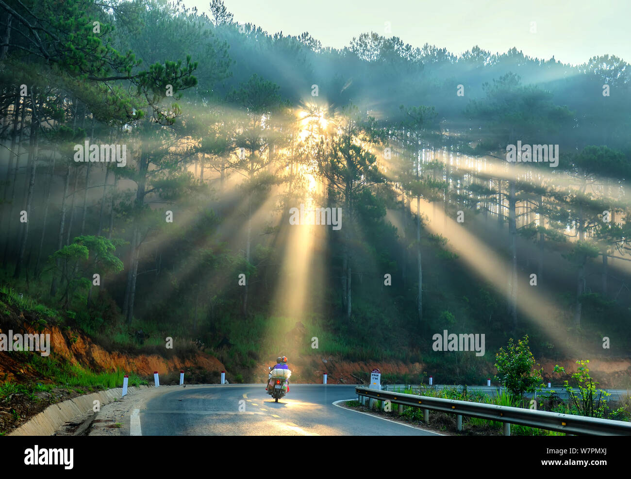 Le automobili o i motociclisti guida su strade di campagna attraverso foreste di pini con raggi splendenti di foggy bella strada, questa è una bella strada in Da Lat, Foto Stock