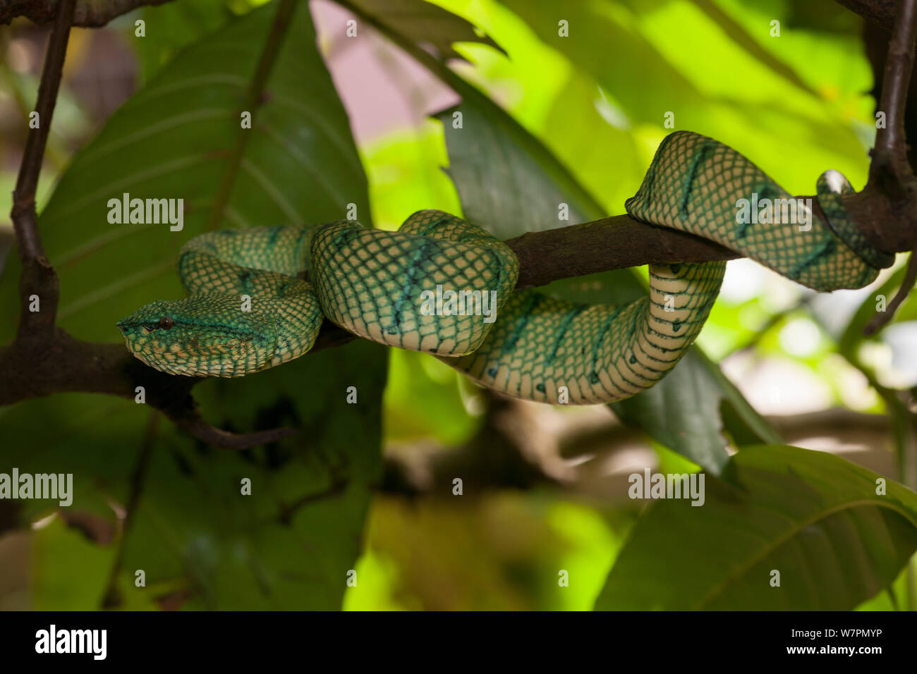 Tempio pitviper (Tropidolaemus wagleri) nel Bako National Park, Sarawak, Malaysian Borneo Foto Stock