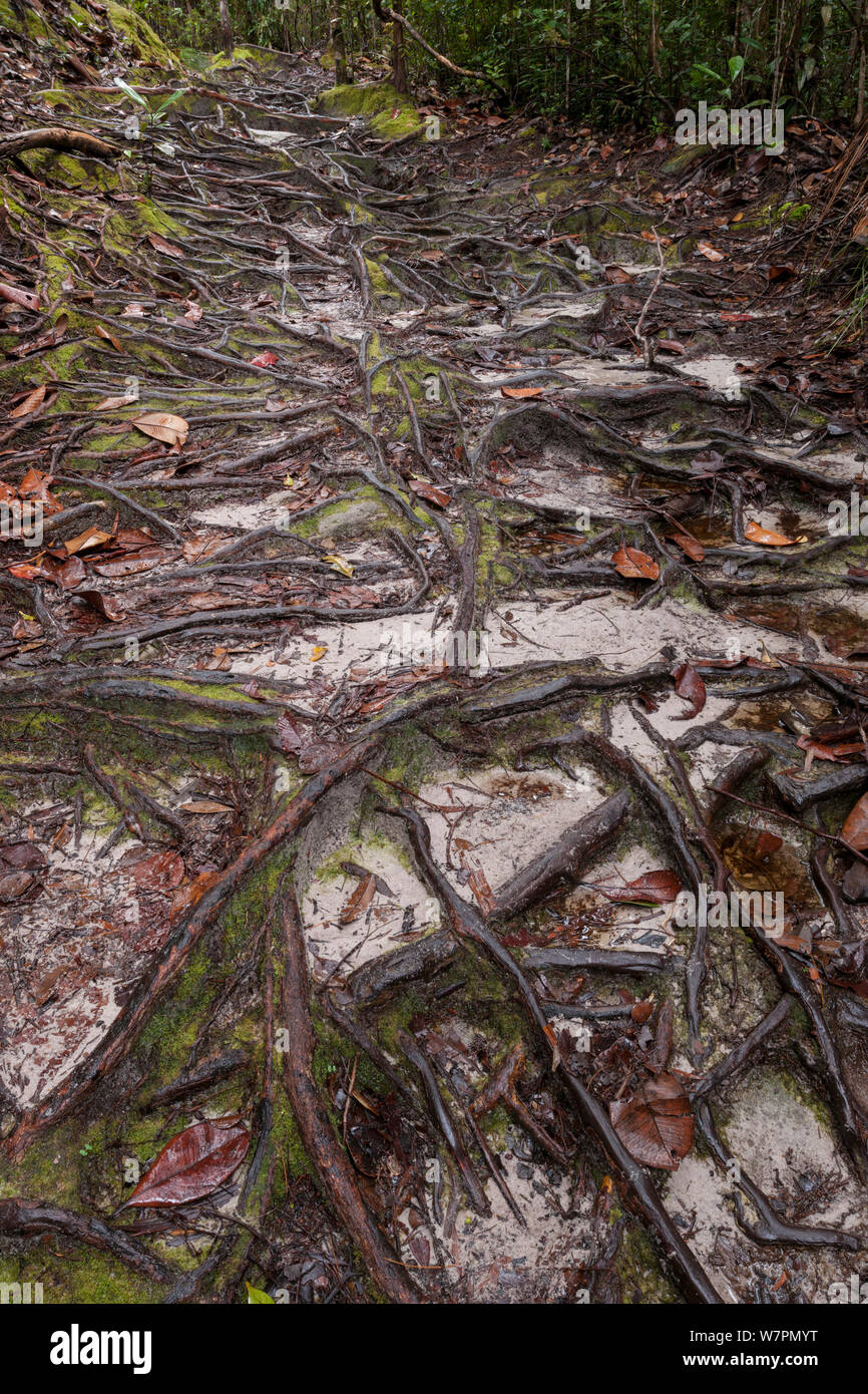 Radici che copre il suolo della foresta marciapiede, Bako National Park, Sarawak, Malaysian Borneo Foto Stock