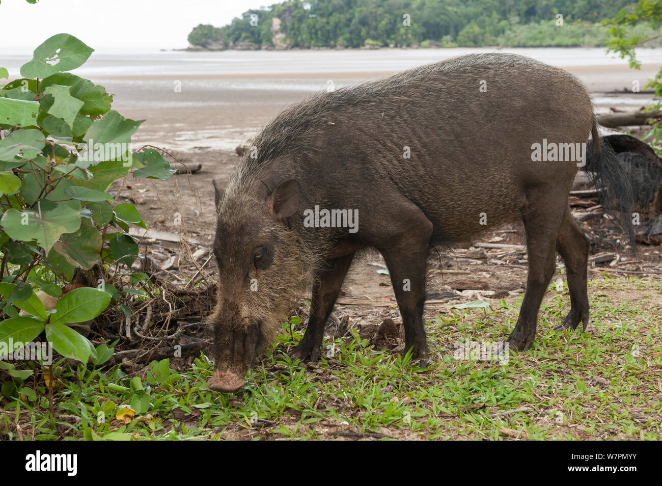 Bornean barbuto suini (Sus barbatus) foraggio su Teluk Assam Beach. Bako National Park, Stati di Sarawak, nel Borneo, Malaysia Foto Stock
