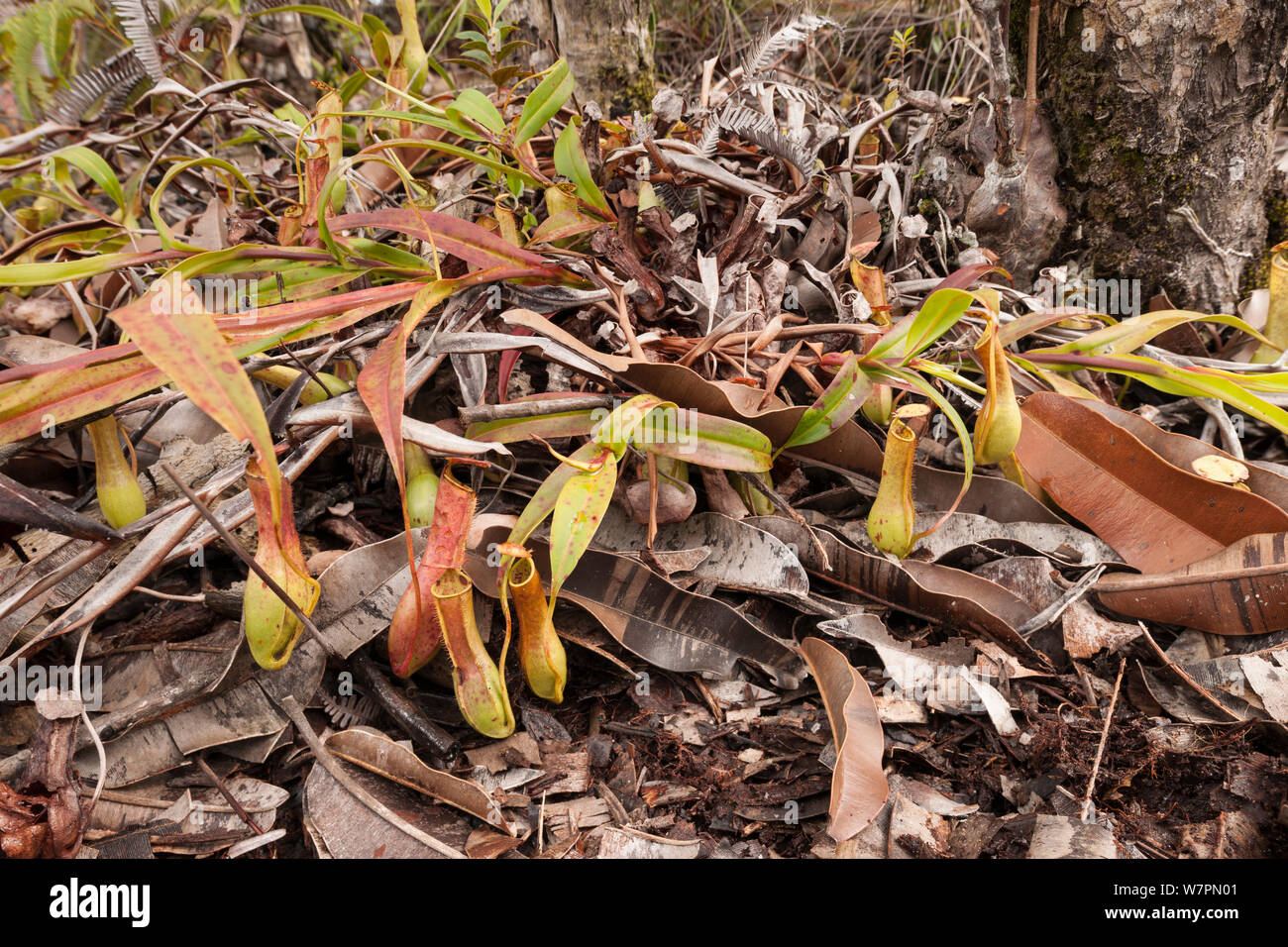 Brocca piante (Nepenthes sp) Bako National Park, Sarawak, Malaysian Borneo Foto Stock