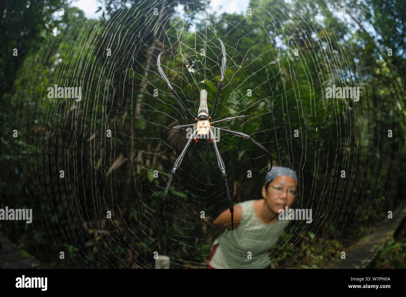 Donna guardando orb weaver spider (Araneidae) su esso è i veli Bako National Park, Sarawak, Malaysian Borneo, marzo 2012. Modello rilasciato. Foto Stock