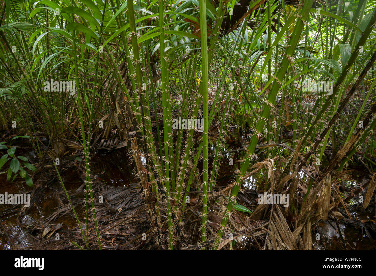 Le piante di rattan nella foresta. Bako National Park, Sarawak, Malaysian Borneo Foto Stock