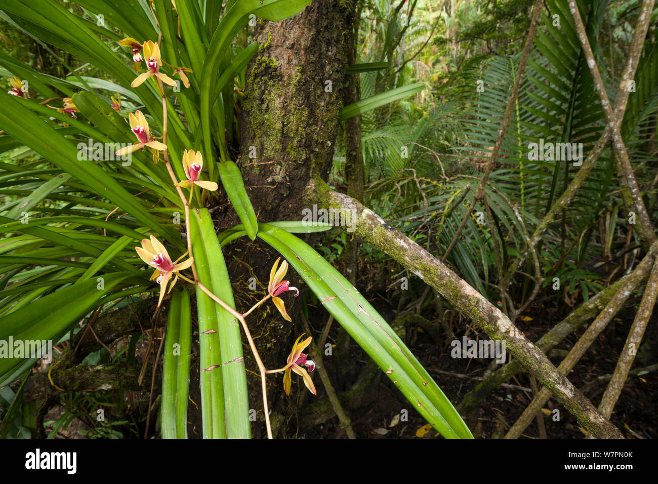 Orchidee selvatiche di Sarawak, Bako National Park, Sarawak, Malaysian Borneo Foto Stock