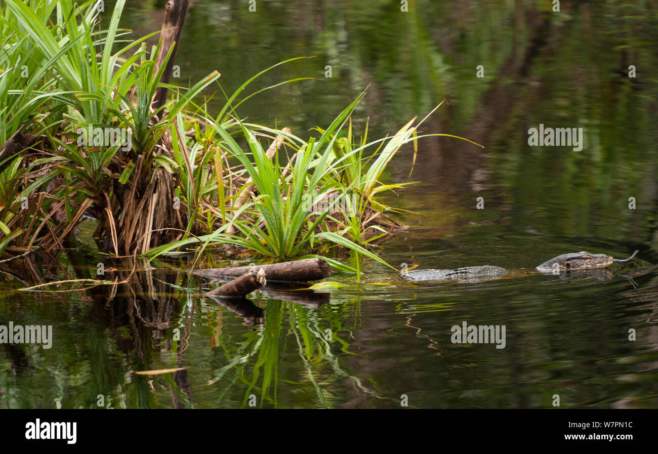 Monitor lizard (Varanus sp.), nuoto nel Kalimantan un ramo del fiume del fiume Sekonyer in Tanjung messa National Park, Indonesia Foto Stock