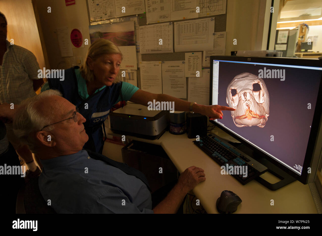 X-ray strutture a Cairns Imaging diagnostico. La scansione TC di feriti turtle 'Angie' dal Cairns Turtle Centro di riabilitazione, Queensland, Australia, Dicembre 2011 Foto Stock