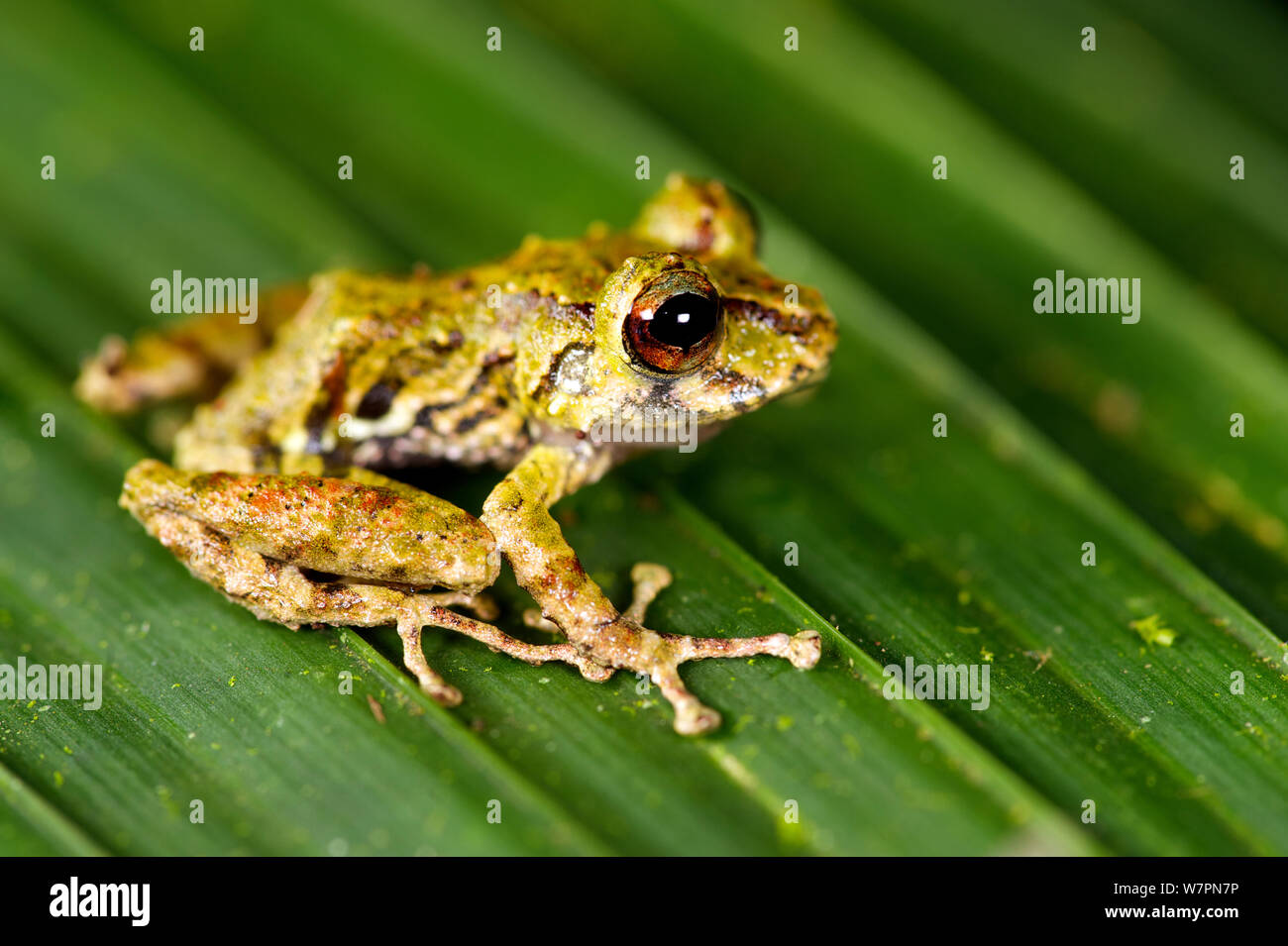 Rio Jatuntianhua rapinatore Frog (Pristimantis eriphus) maschio su una foglia. Ecuador, specie vulnerabili. Foto Stock