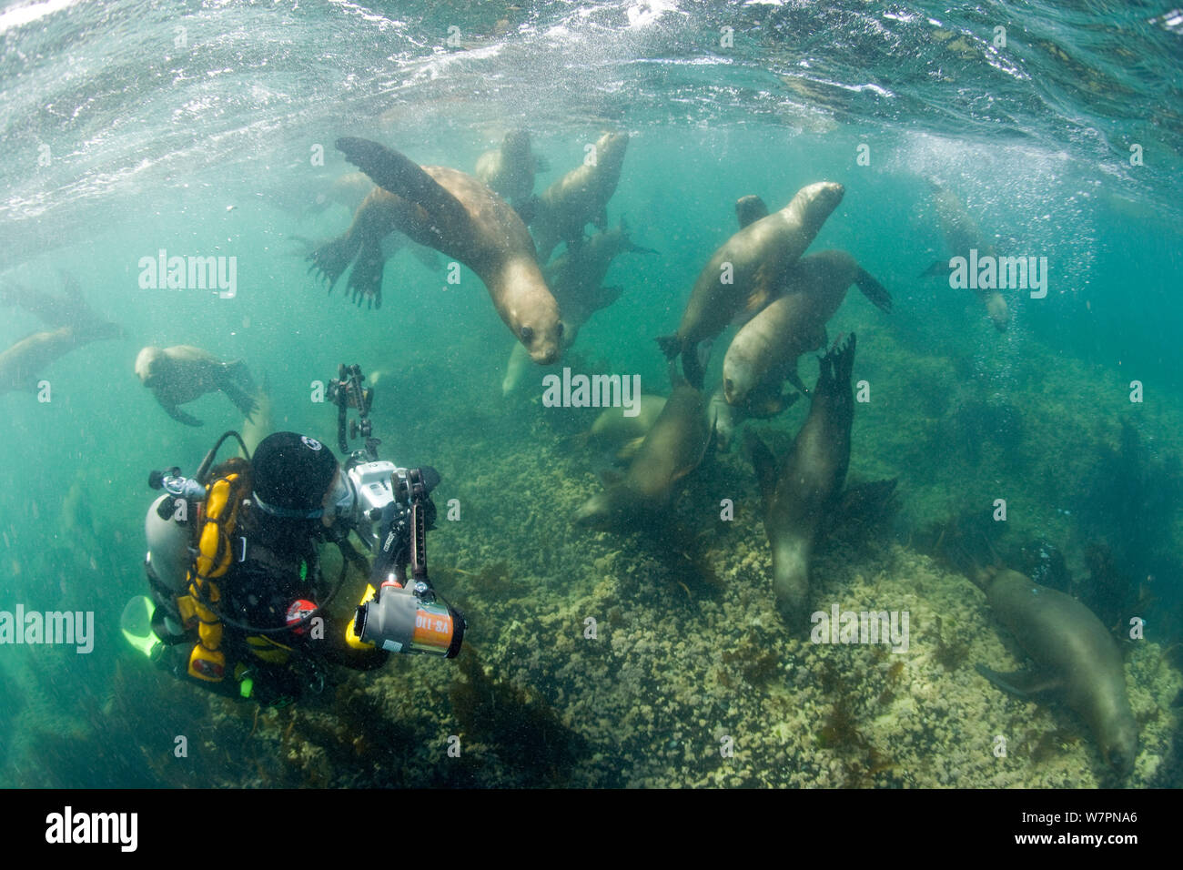 Scuba Diver fotografare giocoso gruppo di South American Sea Lion (Otaria flavescens) Golfo Nuevo, Penisola Valdes Patrimonio Naturale dell'Unesco, Chubut, Patagonia, Argentina, Oceano Atlantico, Ottobre Foto Stock