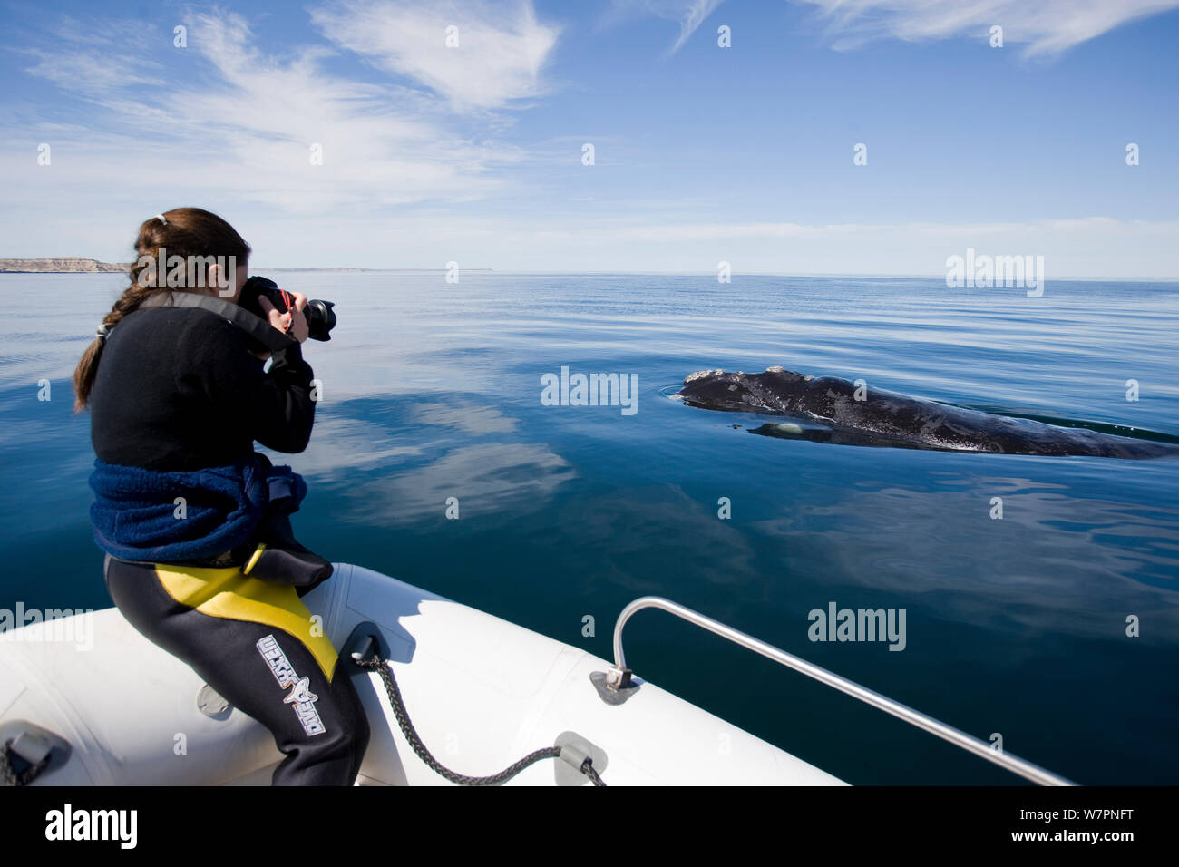 Fotografo fotografia presa dalla barca di balena franca australe (Eubalaena australis) Golfo Nuevo, Penisola Valdes, Patrimonio Naturale dell'Unesco, Chubut, Patagonia, Argentina, Oceano Atlantico, Ottobre 2007 Foto Stock