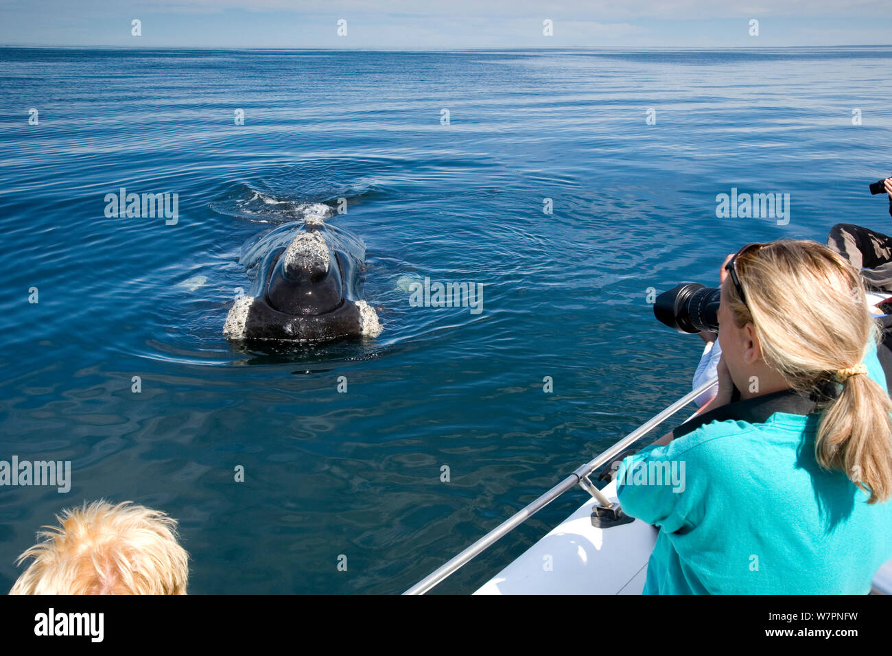 Persone fotografare la balena franca australe (Eubalaena australis) da barca, Golfo Nuevo, Penisola Valdes, Patrimonio Naturale dell'Unesco, Chubut, Patagonia, Argentina, Oceano Atlantico, Ottobre Foto Stock