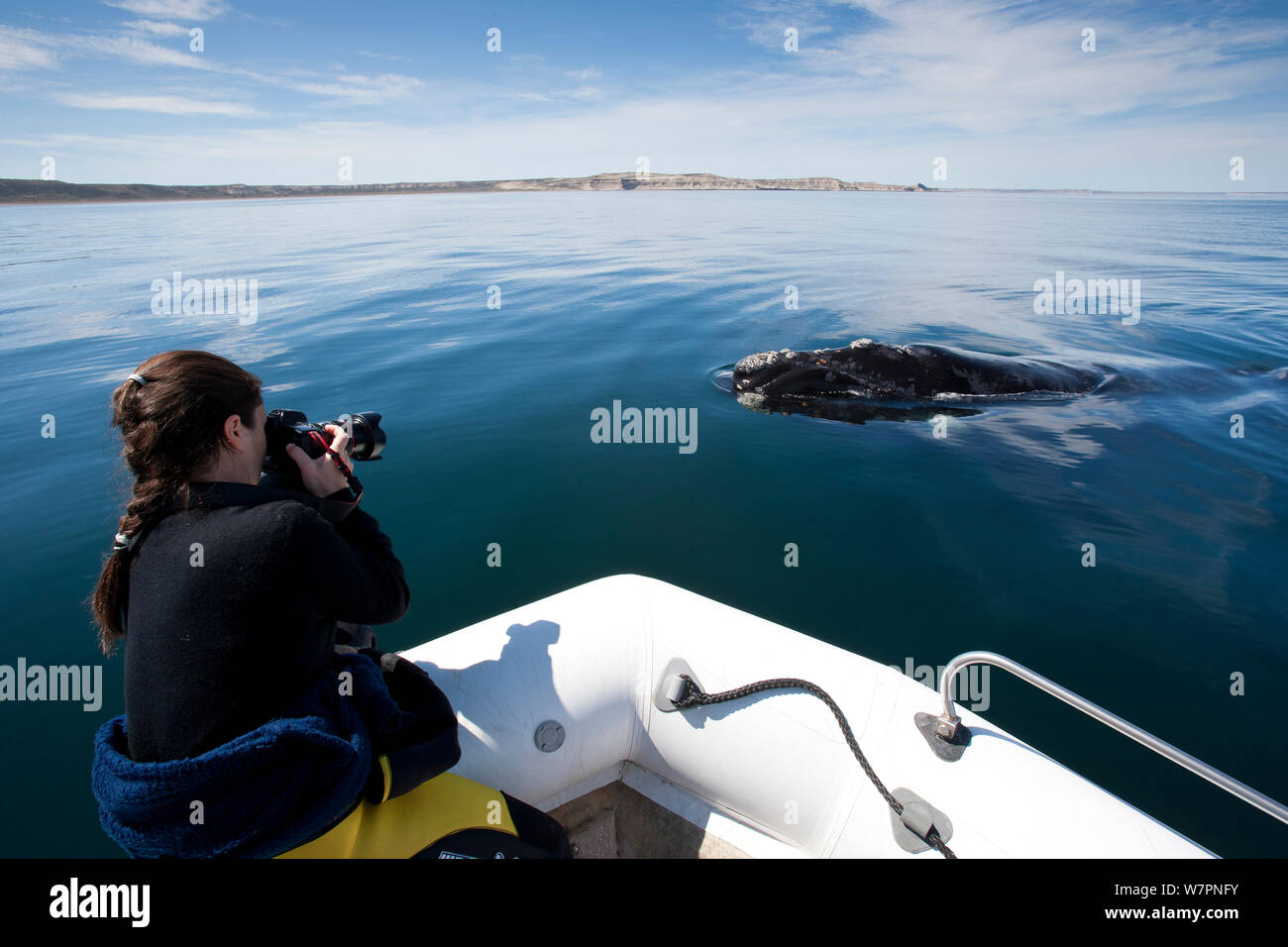 Fotografo fotografia presa dalla barca di balena franca australe (Eubalaena australis) Golfo Nuevo, Penisola Valdes, Patrimonio Naturale dell'Unesco, Chubut, Patagonia, Argentina, Oceano Atlantico, Ottobre 2007 Foto Stock