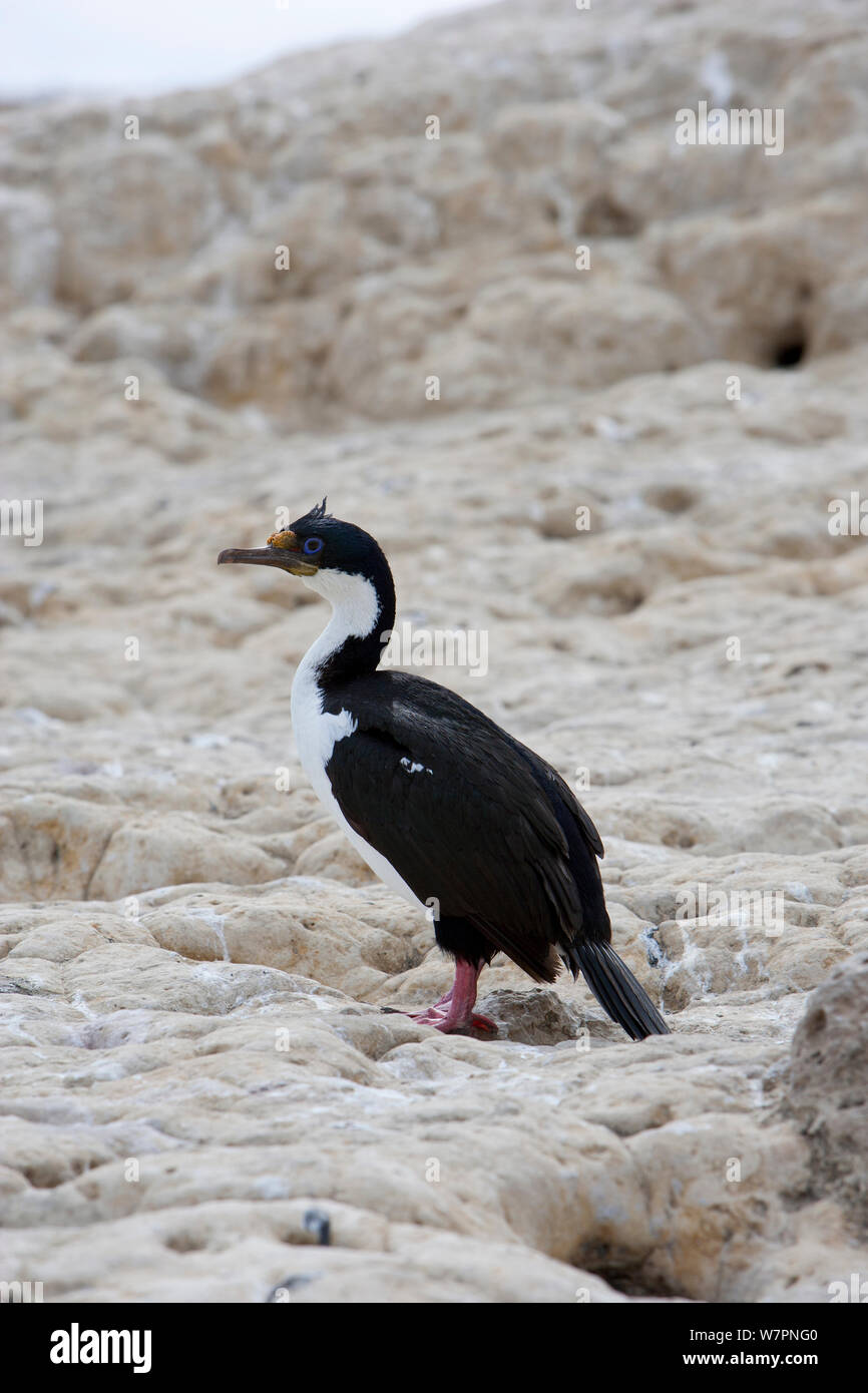 Imperial Shag / Blue-eyed cormorano (Phalacrocorax atriceps) Puerto Piramides, Golfo Nuevo, Penisola Valdes Patrimonio Naturale dell'Unesco, Chubut, Patagonia, Argentina, Oceano Atlantico, Ottobre Foto Stock