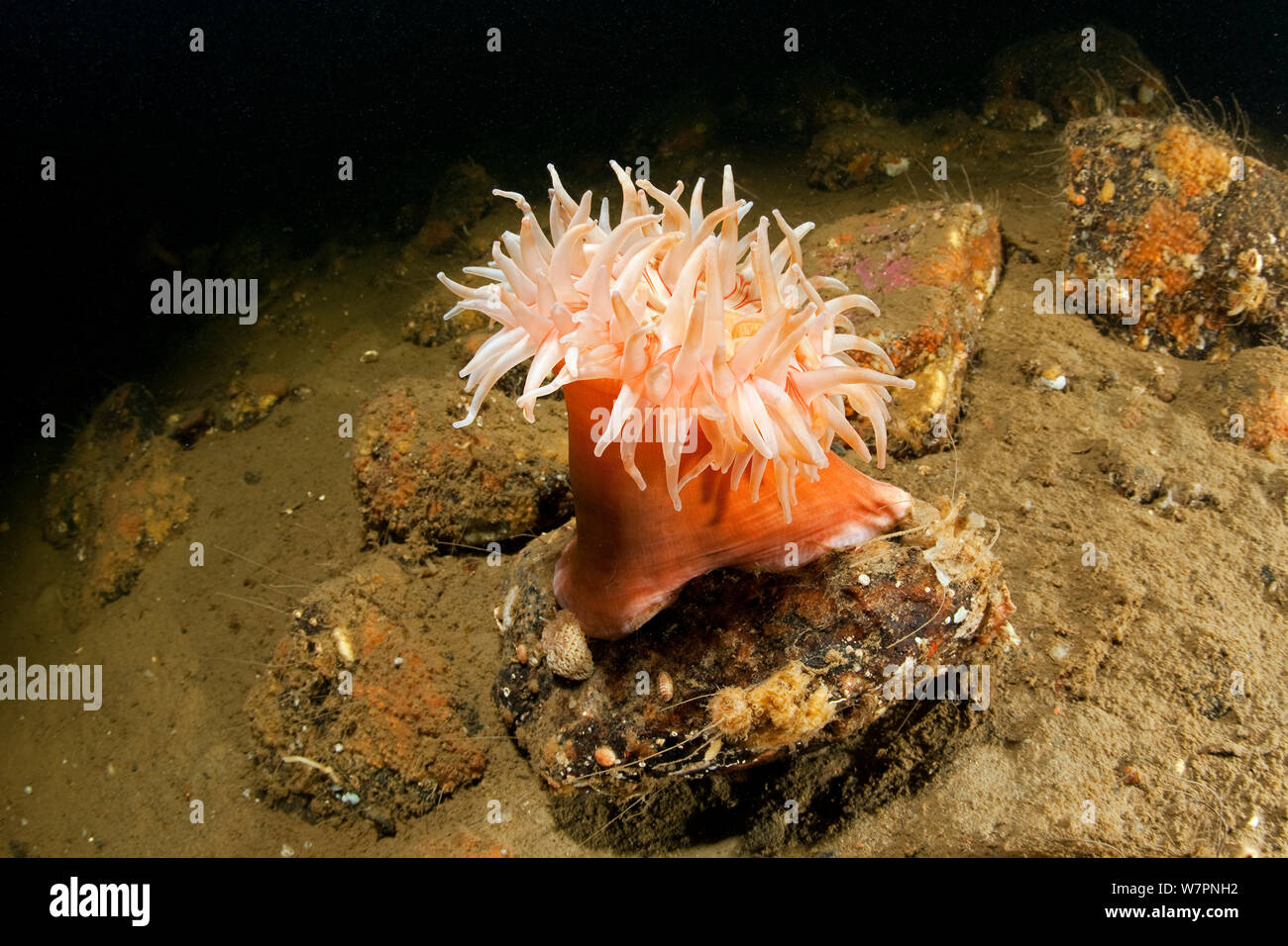 Dahlia (anemone Urticina felina) Mare Bianco, a nord del circolo polare artico Dive Center, Carelia, Russia settentrionale, Settembre Foto Stock