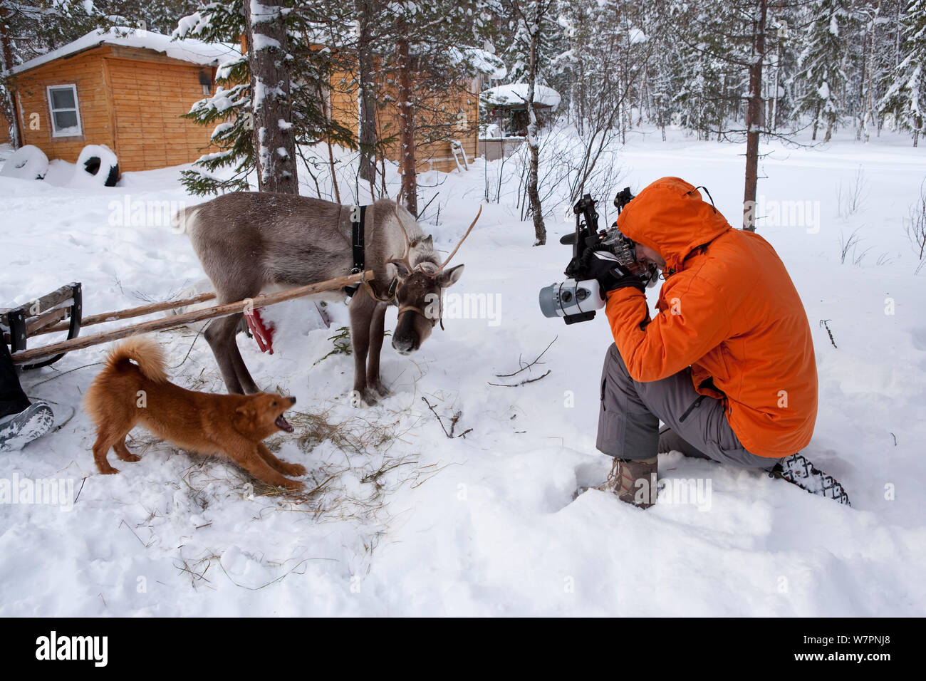 Fotografo di scattare una foto del cane e renne (Rangifer tarandus) con lo slittino, Circolo Polare Artico Dive Center, Mare Bianco, Carelia, Russia settentrionale, Aprile 2009 Foto Stock