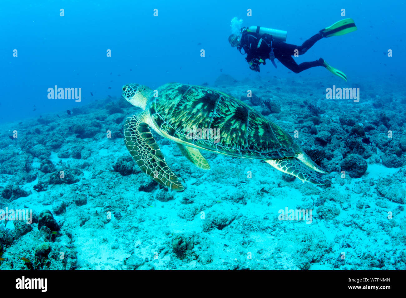 Subacqueo con tartarughe marine verdi (Chelonia Mydas) Maldive, Oceano Indiano, specie in via di estinzione. Foto Stock