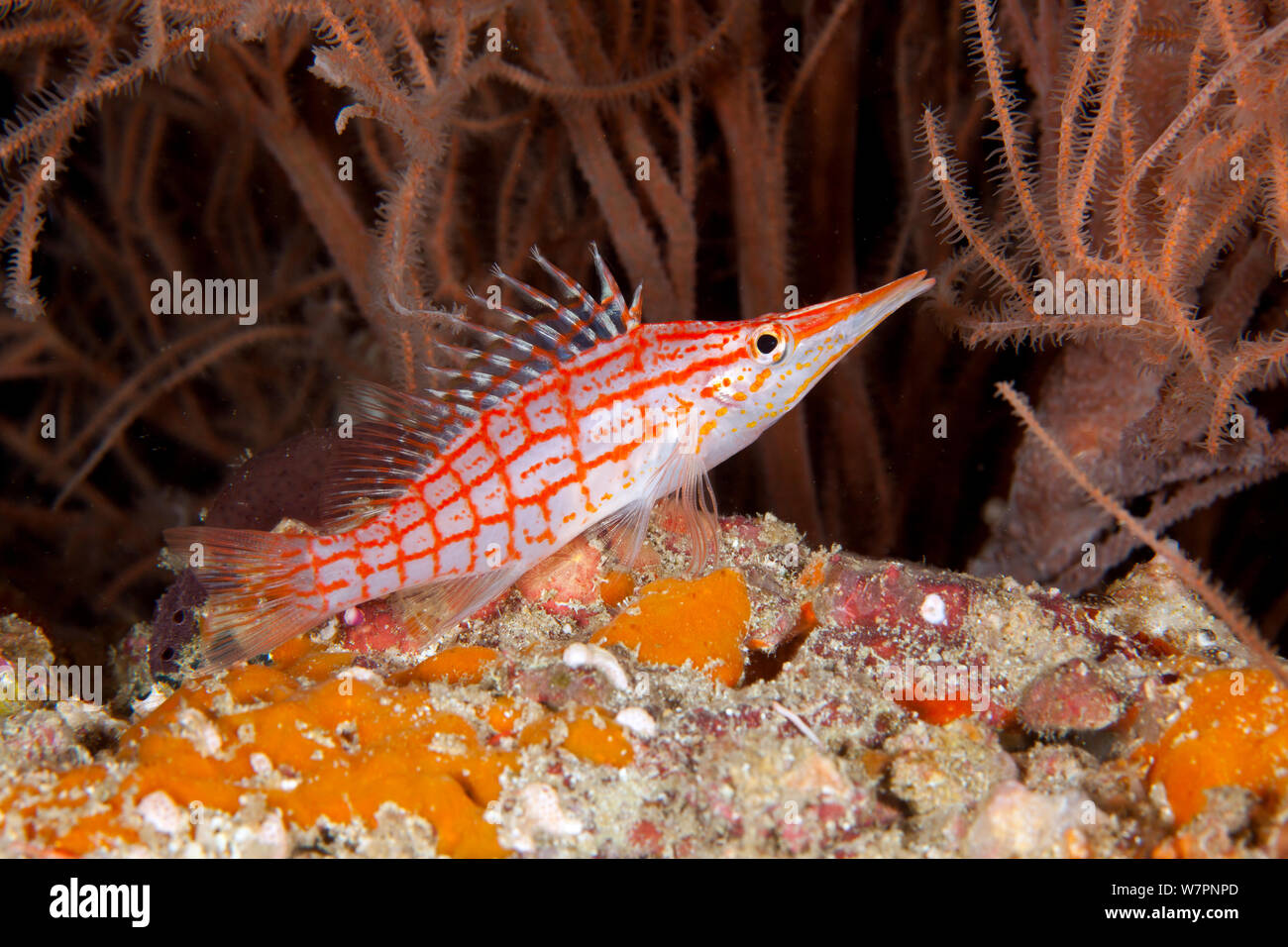 Longnose hawkfish (Oxycirrhites typus) Maldive, Oceano Indiano Foto Stock