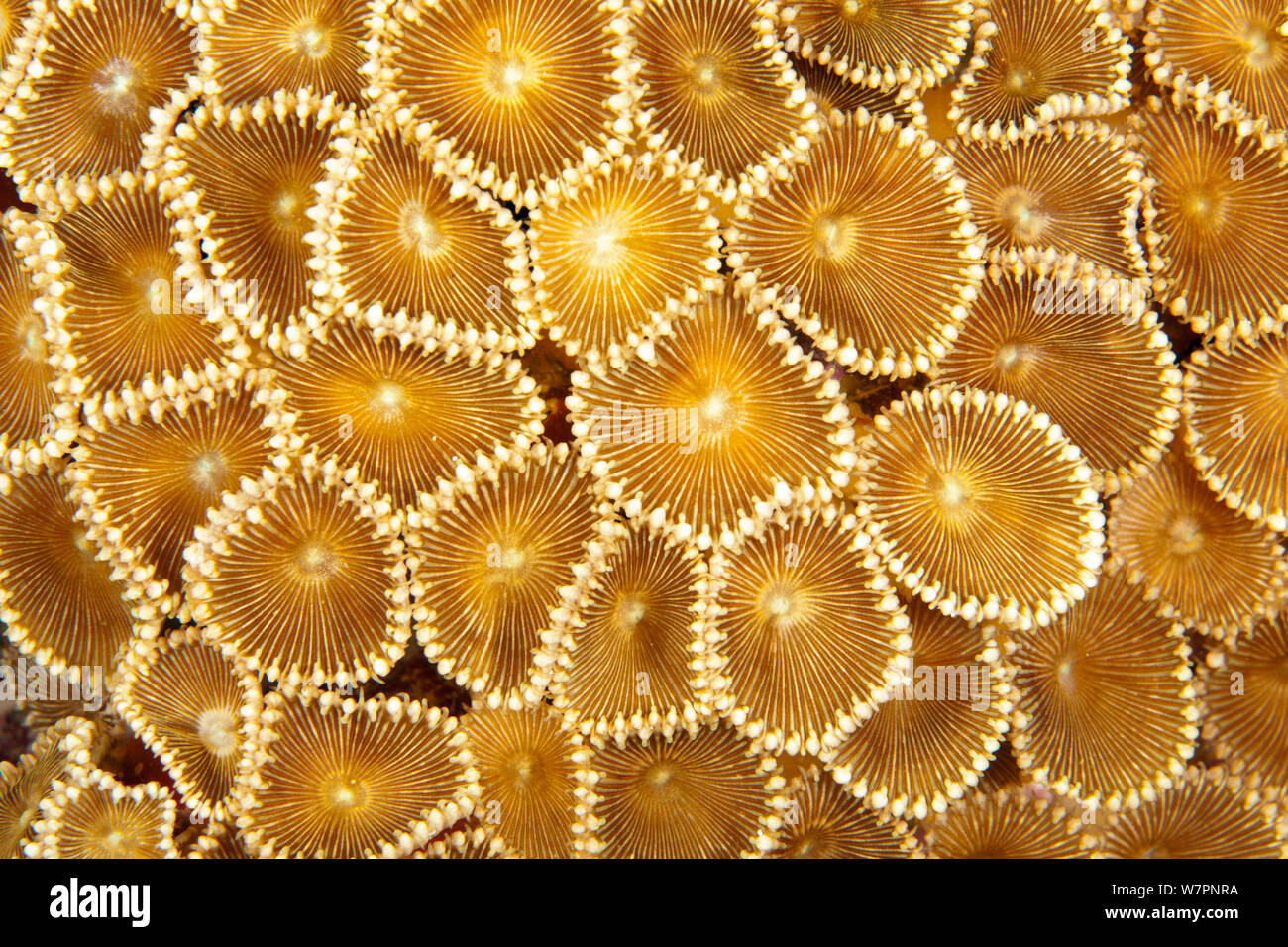 Anemone coloniale (Protopalythoa sp.), Maldive, Oceano Indiano Foto Stock