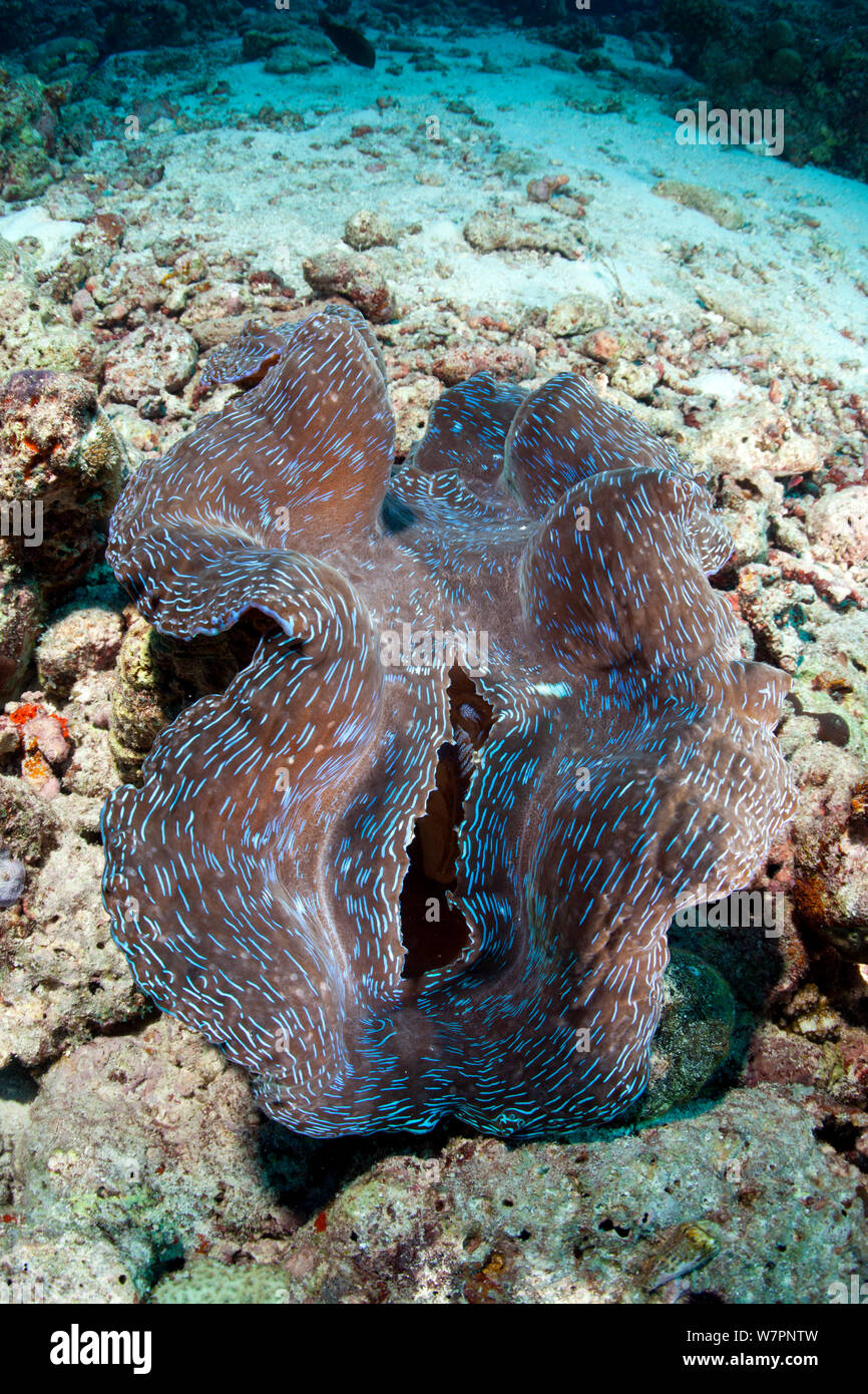 Vongola gigante (Tridacna sp.), Maldive, Oceano Indiano Foto Stock